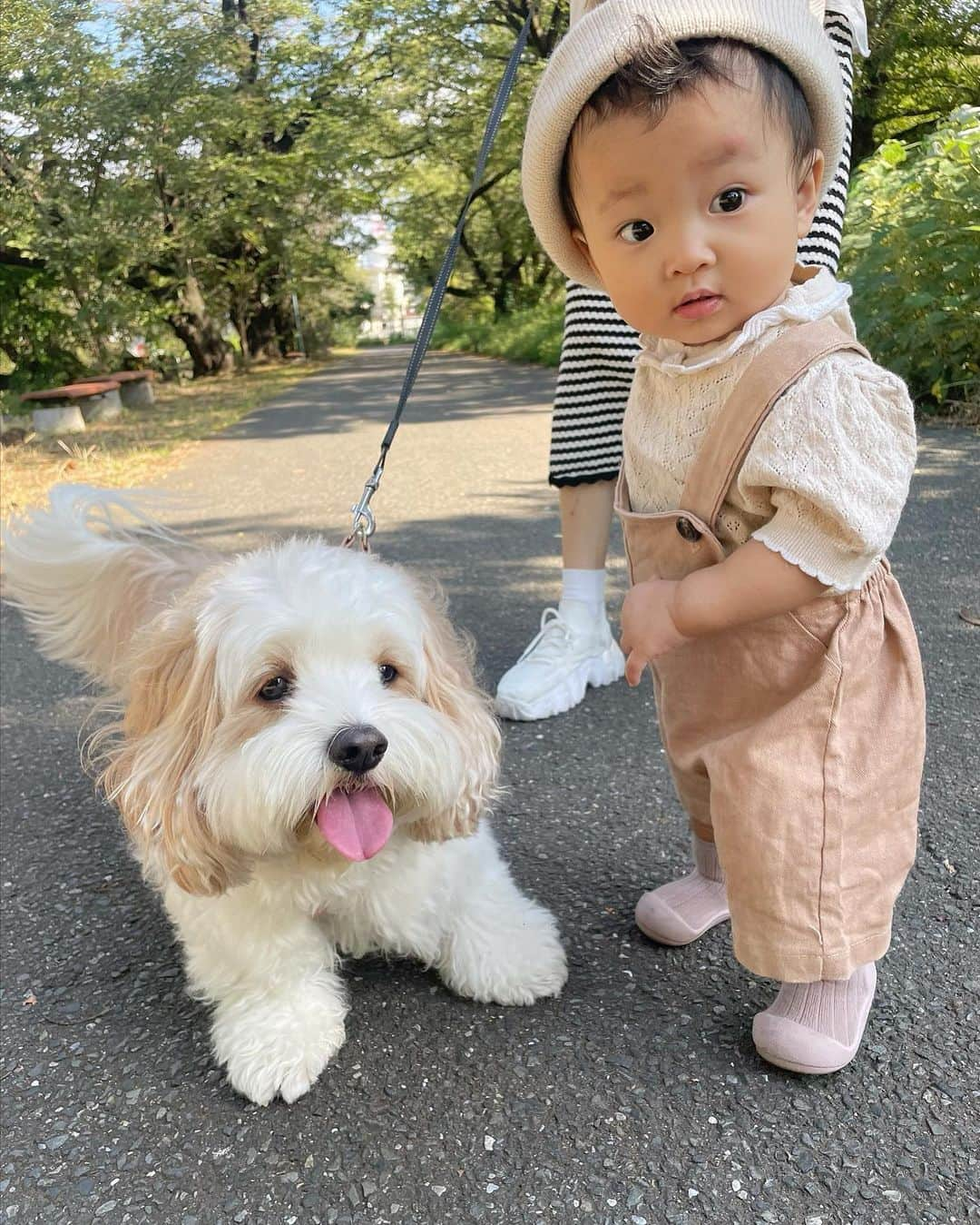 あんちゃんさんのインスタグラム写真 - (あんちゃんInstagram)「おさんぽ🐶👶🏻🎶  モチモチが歩けるようになってから 先日はじめて朝のおさんぽ みんなで行ったよ🤍  ゆっくり歩くモチモチに合わせて ゆっくり歩いてあげる…  なーんてことはなく。笑  グイグイ前に進んで 「おそいぞ🐶」ってなってた ジャイアニズム強めの兄だけど🤣🤣  さりげなく ちゃんと待ってあげてるの優しいね🥰  でもストレスたまらないように ちゃーんとパパが一緒に いっぱい全力ダッシュしてくれたよ👨🏻💨笑  ありがとう🤣🙏✨  あんちゃんに噛まれたことも 倒されたこともないモチモチは モフモフしたワンちゃんは みーんなあんちゃんみたいに 優しいと思ってて🙄💦  だからなんの物怖じせず ズンズン近づいていくから怖いのよ😱  いつもは止めるんだけど この時会ったワンちゃんは 赤ちゃん慣れしてるそうで 飼い主さまの許可もあり 優しく近くで接することができました🤍  そこでもさりげなく モチモチを守りながら様子を見る 優しいあんちゃん尊いなぁ🥹💓 （９枚目動画）  …もしかしたら  「コイツめっちゃモフモフ握ってくるから 気をつけた方がいいぞ🐶」って ワンちゃんのほうに 気を使ってるかもだけど🤣🤣🤣  どっちにしても 優しいお兄ちゃんだよあんちゃんは😂🩷  ゆっくりできそうな朝は またみんなでお散歩いこうねーっ✨  #キャバションあんちゃん #モフモフとモチモチ   #あんちゃん　#ぬいぐるみ犬 #スヌーピー  #スヌーピー犬 #キャバション　#キャバビション　 #キャバリア #キャバリアキングチャールズスパニエル #ビションフリーゼ　 #犬  #いぬすたぐらむ #犬のいる暮らし  #わんこなしでは生きていけません会 #いぬのきもち  #犬好きな人と繋がりたい #短足部　#比熊犬 #doglove #cavachon #inustagram #puppy  #snoopy #andy #멍스타그램 #개스타그램　#댕스마스」10月25日 17時20分 - anchan_0115_andy