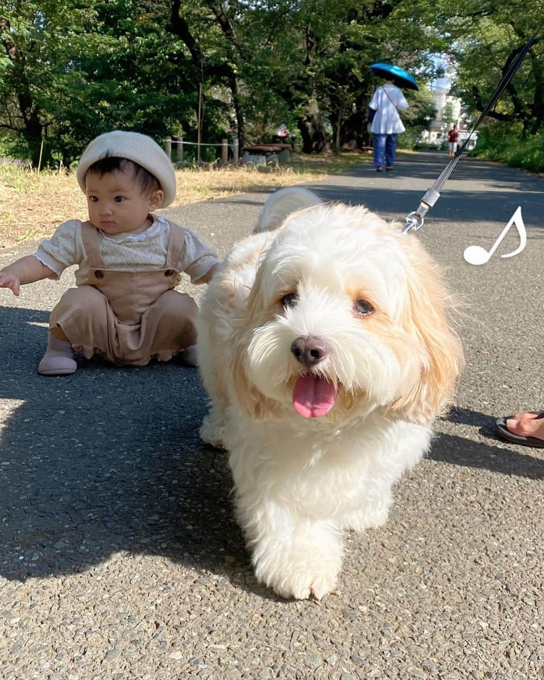 あんちゃんさんのインスタグラム写真 - (あんちゃんInstagram)「おさんぽ🐶👶🏻🎶  モチモチが歩けるようになってから 先日はじめて朝のおさんぽ みんなで行ったよ🤍  ゆっくり歩くモチモチに合わせて ゆっくり歩いてあげる…  なーんてことはなく。笑  グイグイ前に進んで 「おそいぞ🐶」ってなってた ジャイアニズム強めの兄だけど🤣🤣  さりげなく ちゃんと待ってあげてるの優しいね🥰  でもストレスたまらないように ちゃーんとパパが一緒に いっぱい全力ダッシュしてくれたよ👨🏻💨笑  ありがとう🤣🙏✨  あんちゃんに噛まれたことも 倒されたこともないモチモチは モフモフしたワンちゃんは みーんなあんちゃんみたいに 優しいと思ってて🙄💦  だからなんの物怖じせず ズンズン近づいていくから怖いのよ😱  いつもは止めるんだけど この時会ったワンちゃんは 赤ちゃん慣れしてるそうで 飼い主さまの許可もあり 優しく近くで接することができました🤍  そこでもさりげなく モチモチを守りながら様子を見る 優しいあんちゃん尊いなぁ🥹💓 （９枚目動画）  …もしかしたら  「コイツめっちゃモフモフ握ってくるから 気をつけた方がいいぞ🐶」って ワンちゃんのほうに 気を使ってるかもだけど🤣🤣🤣  どっちにしても 優しいお兄ちゃんだよあんちゃんは😂🩷  ゆっくりできそうな朝は またみんなでお散歩いこうねーっ✨  #キャバションあんちゃん #モフモフとモチモチ   #あんちゃん　#ぬいぐるみ犬 #スヌーピー  #スヌーピー犬 #キャバション　#キャバビション　 #キャバリア #キャバリアキングチャールズスパニエル #ビションフリーゼ　 #犬  #いぬすたぐらむ #犬のいる暮らし  #わんこなしでは生きていけません会 #いぬのきもち  #犬好きな人と繋がりたい #短足部　#比熊犬 #doglove #cavachon #inustagram #puppy  #snoopy #andy #멍스타그램 #개스타그램　#댕스마스」10月25日 17時20分 - anchan_0115_andy