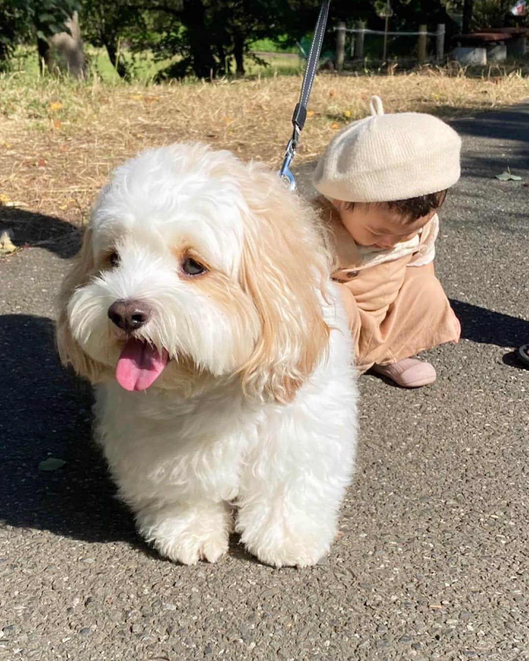 あんちゃんのインスタグラム：「おさんぽ🐶👶🏻🎶  モチモチが歩けるようになってから 先日はじめて朝のおさんぽ みんなで行ったよ🤍  ゆっくり歩くモチモチに合わせて ゆっくり歩いてあげる…  なーんてことはなく。笑  グイグイ前に進んで 「おそいぞ🐶」ってなってた ジャイアニズム強めの兄だけど🤣🤣  さりげなく ちゃんと待ってあげてるの優しいね🥰  でもストレスたまらないように ちゃーんとパパが一緒に いっぱい全力ダッシュしてくれたよ👨🏻💨笑  ありがとう🤣🙏✨  あんちゃんに噛まれたことも 倒されたこともないモチモチは モフモフしたワンちゃんは みーんなあんちゃんみたいに 優しいと思ってて🙄💦  だからなんの物怖じせず ズンズン近づいていくから怖いのよ😱  いつもは止めるんだけど この時会ったワンちゃんは 赤ちゃん慣れしてるそうで 飼い主さまの許可もあり 優しく近くで接することができました🤍  そこでもさりげなく モチモチを守りながら様子を見る 優しいあんちゃん尊いなぁ🥹💓 （９枚目動画）  …もしかしたら  「コイツめっちゃモフモフ握ってくるから 気をつけた方がいいぞ🐶」って ワンちゃんのほうに 気を使ってるかもだけど🤣🤣🤣  どっちにしても 優しいお兄ちゃんだよあんちゃんは😂🩷  ゆっくりできそうな朝は またみんなでお散歩いこうねーっ✨  #キャバションあんちゃん #モフモフとモチモチ   #あんちゃん　#ぬいぐるみ犬 #スヌーピー  #スヌーピー犬 #キャバション　#キャバビション　 #キャバリア #キャバリアキングチャールズスパニエル #ビションフリーゼ　 #犬  #いぬすたぐらむ #犬のいる暮らし  #わんこなしでは生きていけません会 #いぬのきもち  #犬好きな人と繋がりたい #短足部　#比熊犬 #doglove #cavachon #inustagram #puppy  #snoopy #andy #멍스타그램 #개스타그램　#댕스마스」