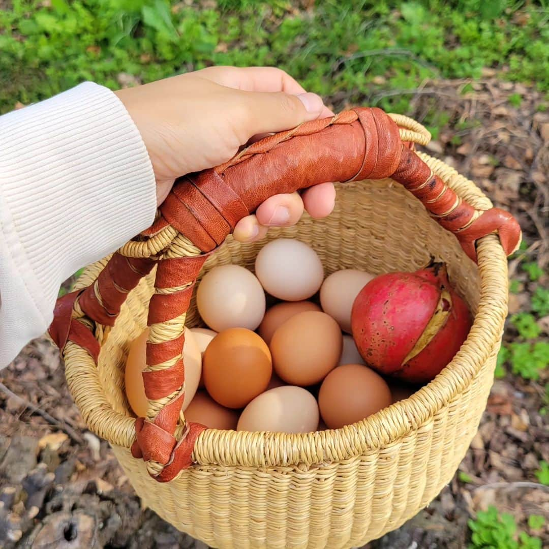 本仮屋リイナさんのインスタグラム写真 - (本仮屋リイナInstagram)「パッケージフリーで卵を買えて、いい気分🐔🥚 自然栽培のザクロが無農薬ミカンのお隣にひとつだけ並んでて、すぐさま手に取りました♡女性ホルモンを整える効果が期待できるんですって🧜‍♀️うふん  ２枚目の写真の本「子どもを壊す食の闇　山田正彦」は、ショッキングなタイトルに一瞬ひるみましたが、目を背けてはいけない日本の食の現状を学び直すつもりで購入しました📖 最初の１ページから胃がきりきりする情報が並んでいますが、変えていける希望がありますようにと願いながら、読み進めています。  河出書房の @yajimamidori39 さんが編集をご担当されています✨  【追記】わたしはまだ読み始めたばかりですが、後半にひとりひとりにできることを現実的かつ具体的に指南する内容が書かれているそうです📖  #ザクロで女子力高まリイナ  #自然栽培 #平飼い卵 #無農薬 #オーガニック #オーガニック給食 #ゼロウェイスト #プラスチックフリー」10月25日 17時37分 - riina_motokariya