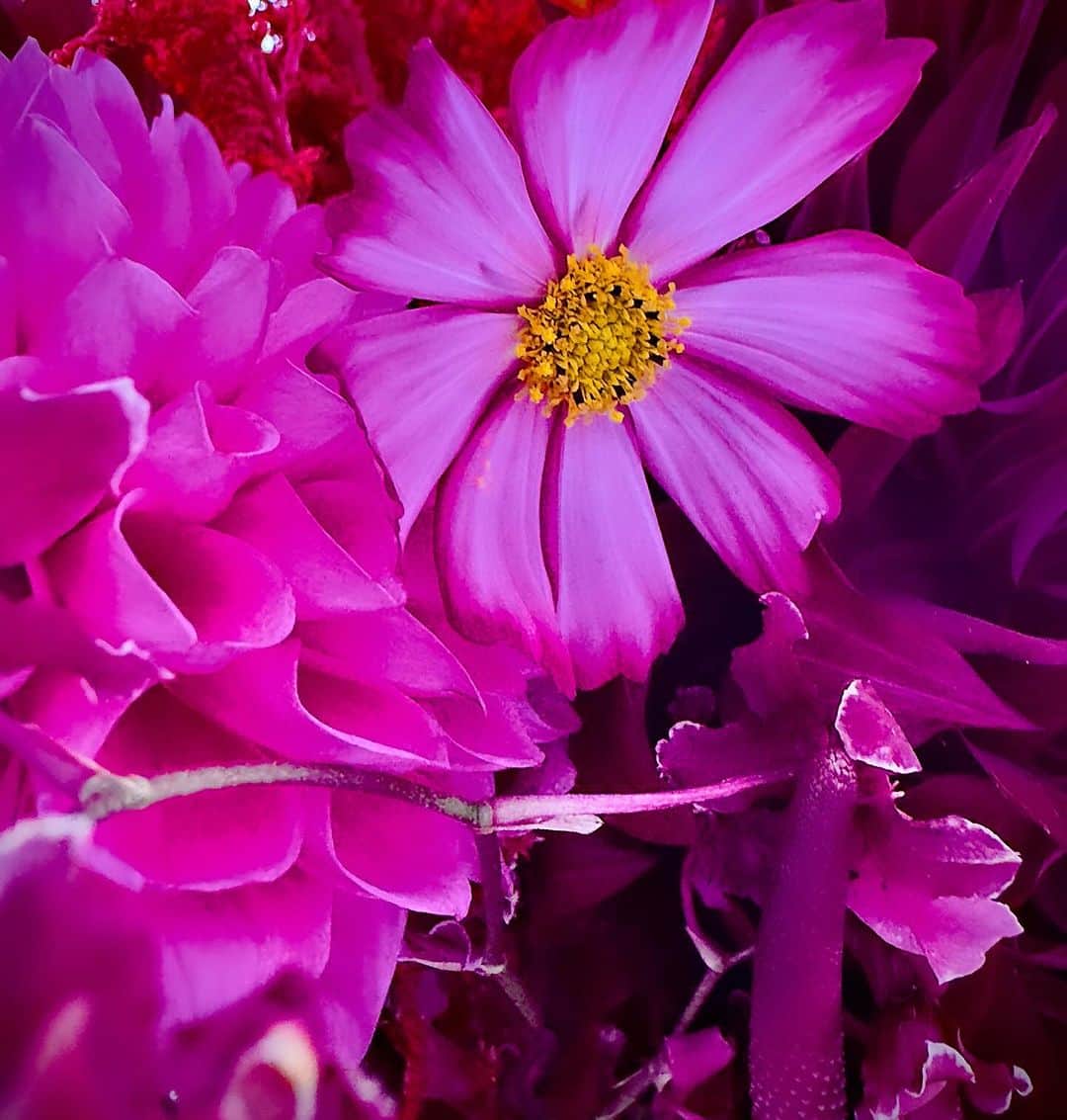 蜷川実花のインスタグラム：「かわいいお花をいっぱい頂いたので，朝からいっぱい写真を撮りました🩷 幸せ幸せ😀 みんなありがとう，頂いたお花でいっぱい作品とれた❣️」