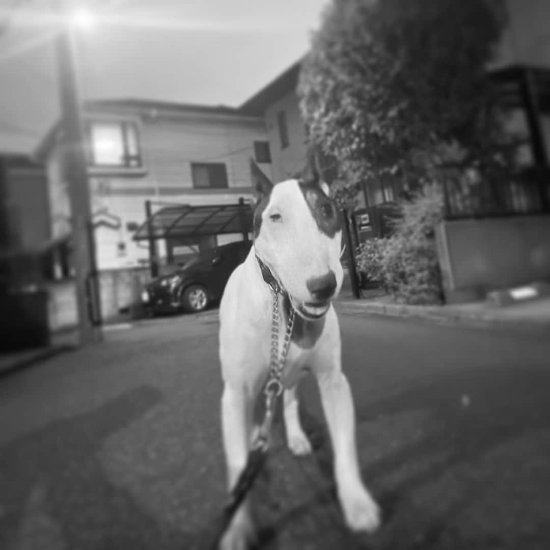 Q太郎さんのインスタグラム写真 - (Q太郎Instagram)「#minituru#bull#terrier#minibullterrier#miniturubullterrier#dog#dogstagram#cute#qtaro#love#family#ミニチュア#ブルテリア#ミニチュアブルテリア#Q太郎」10月25日 17時43分 - qtaro.jun