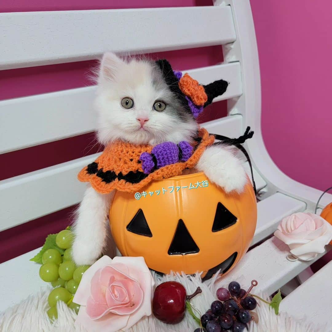 マンチカン(munchkin)キャットファーム大谷のインスタグラム：「オシャレしたにゃ🎃🦇🕸️ お顔もCute💕お姫様タイプ💜  現在ご紹介中です❤ No.2605 ﾟ+*:;;:*　*:;;:*+ﾟ　ﾟ+*:;;:*　*:;;:*+ﾟ  お店は、月・木曜日が定休日です。 現在、完全予約制になっておりますので ご来店される際はお店へお電話かメールにてご連絡くださいませ🙇‍♀️  お待ちしております🎵  ﾟ+*:;;:*　*:;;:*+ﾟ　ﾟ+*:;;:*　*:;;:*+ﾟ #キャットファーム大谷#まんちかん#マンチカン#サイベリアン#ネコ#こねこ#にゃんこ#猫ちゃん#ねこ部#ニャンスタグラム#猫#ねこ#子猫#モフモフ#モフモフねこ#ミヌエット#短足#ねこすたぐらむ#愛猫#かわいい#ふわもこ部#猫のいる暮らし#マンチカンブリーダー#ミヌエットブリーダー#cat#catsgram #catsofinstagram#instacat#picneko」