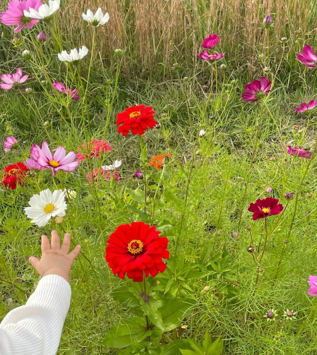 西川瑞希（みずきてぃ）さんのインスタグラム写真 - (西川瑞希（みずきてぃ）Instagram)「秋晴れが気持ちいいね☺︎2枚目。息子とお散歩していたらかわいいお花に出会えたよ🌷  昔からデニム好きなのですが、最近はこの @galerievie_jp デザインが気に入っていてよく履いてます//  #happy #happy #happy #mizukicode_」10月25日 18時05分 - mizuki_nishikawa_