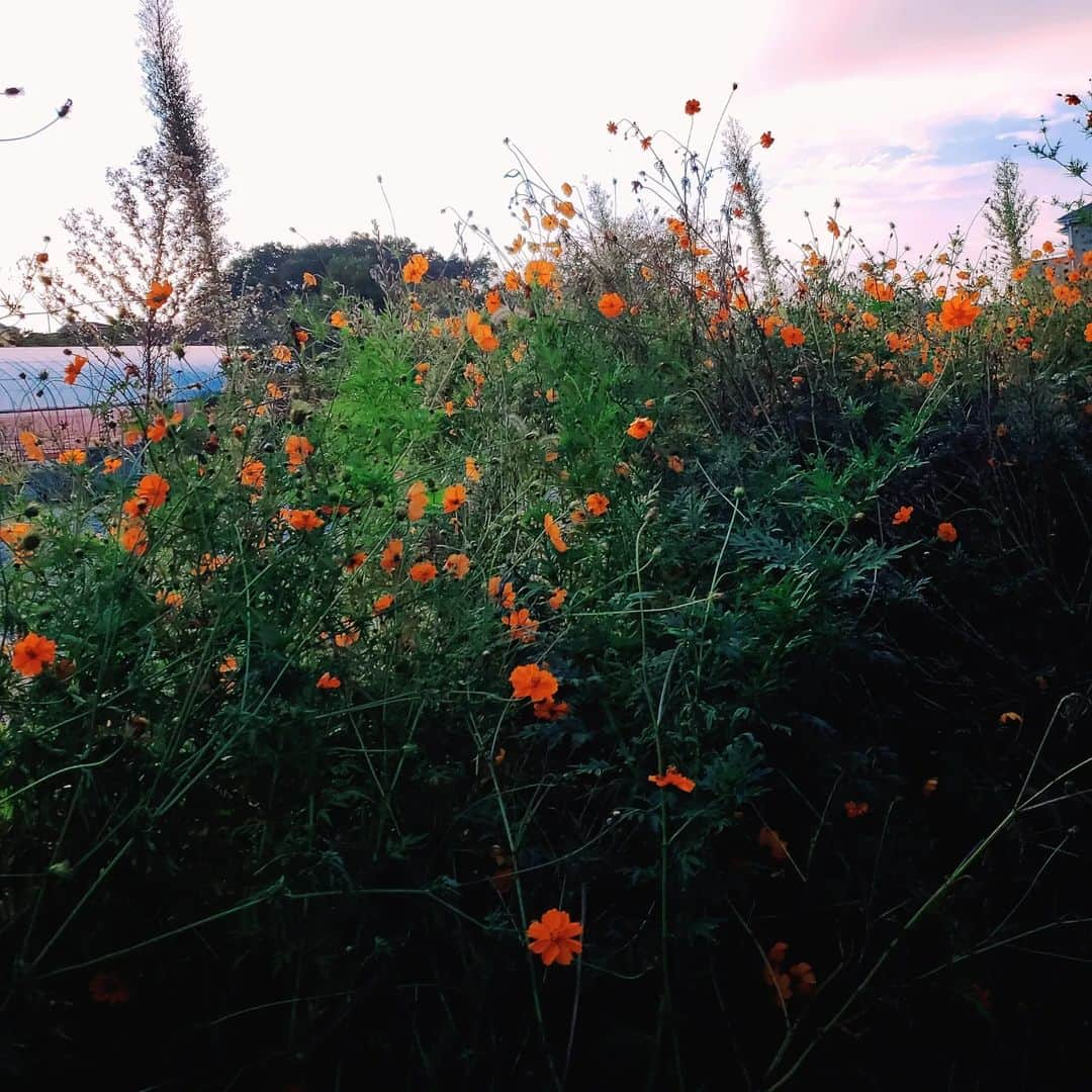 杉浦アヤカのインスタグラム：「歩いててとりあえず花みつけて撮ったけど なんの花だろ  #ランニング #japan #花 #flower  #夕焼け #日の入り #インスタっぽい #田舎 #風景 #花の名前」