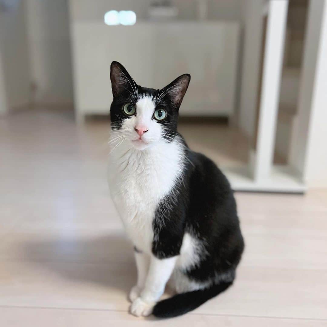 korokoronyaのインスタグラム：「❁*∗ 25 Oct, 2023  Happy 8th Birthday🎂 Yesterday , 8 years ago, Goma came to my home. Goma was a stray cat protected by an acquaintance. You are Chibi-mame’s good friend and brother😌 * 今日はゴマちゃんのうちの子記念日とお誕生日🎂 8歳おめでとう〜✨ 一番甘えん坊さんで、一番ビビりで、 マメモチをぺろぺろお世話してあげて、 ちびマメの寝かしつけ担当で😌。 いつもありがとう🥺 ずっと元気で長生きしていて欲しい。 それだけが願いです🙏 * #goma_koronya」
