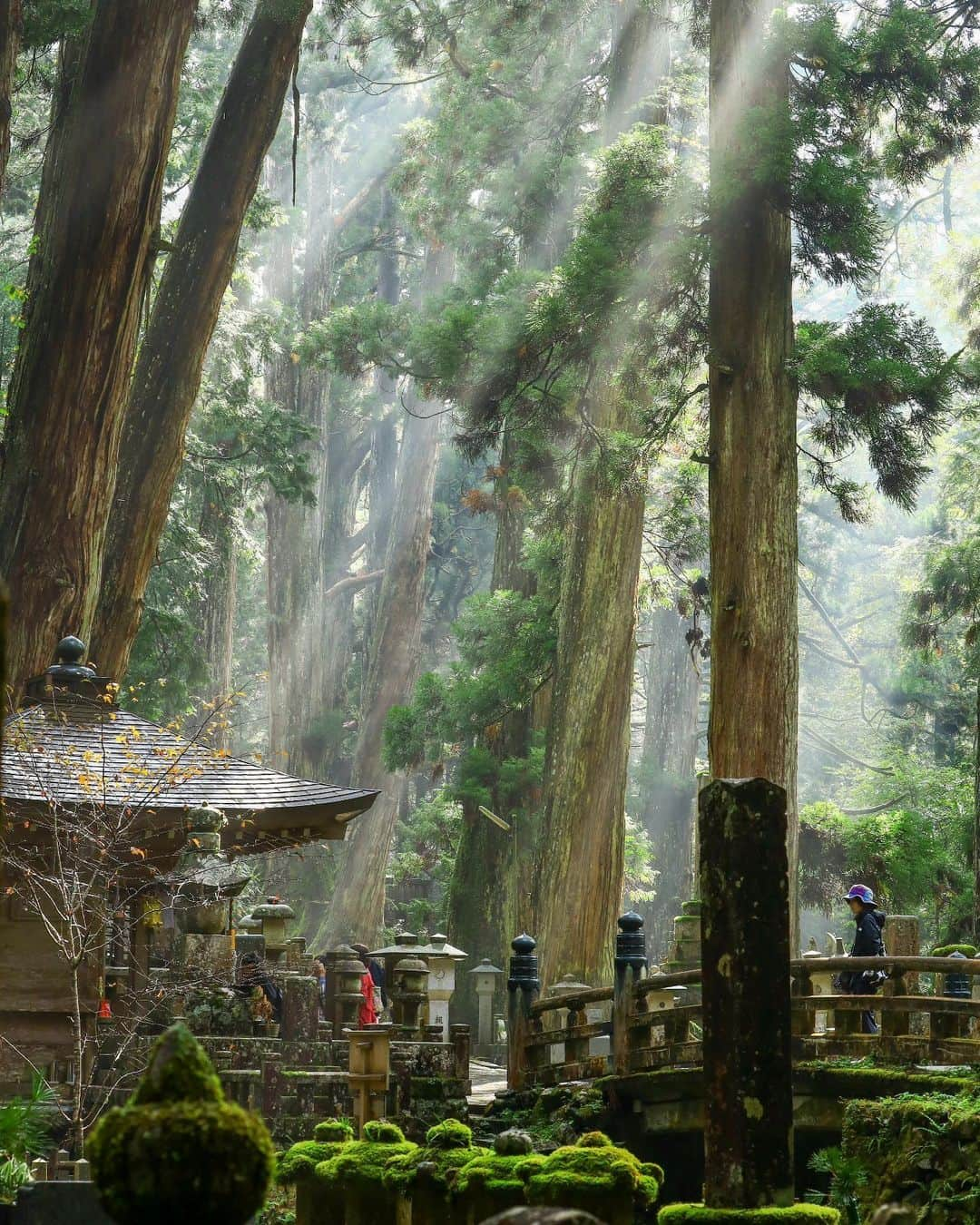 Visit Wakayamaさんのインスタグラム写真 - (Visit WakayamaInstagram)「. Komorebi, the beautiful effect of light filtering through trees, adds to the magical atmosphere of Okuno-in. 📸 @the_story_of_my_world24 📍 Okuno-in, Wakayama . . . . . #discoverjapan #unknownjapan #instajapan #landscape #japan #japantrip #japantravel #beautifuldestinations #wakayama #wakayamagram #explore #adventure #visitwakayama #travelsoon #visitjapan #stayadventurous #igpassport #explorejapan #lonelyplanet #sustainabletourism #autumntravel #worldheritage #koyasan #autumnjapan #okunoin #spiritualjourney #shukubo #templestay #pilgrimage #japanesetemple」10月25日 18時01分 - visitwakayama