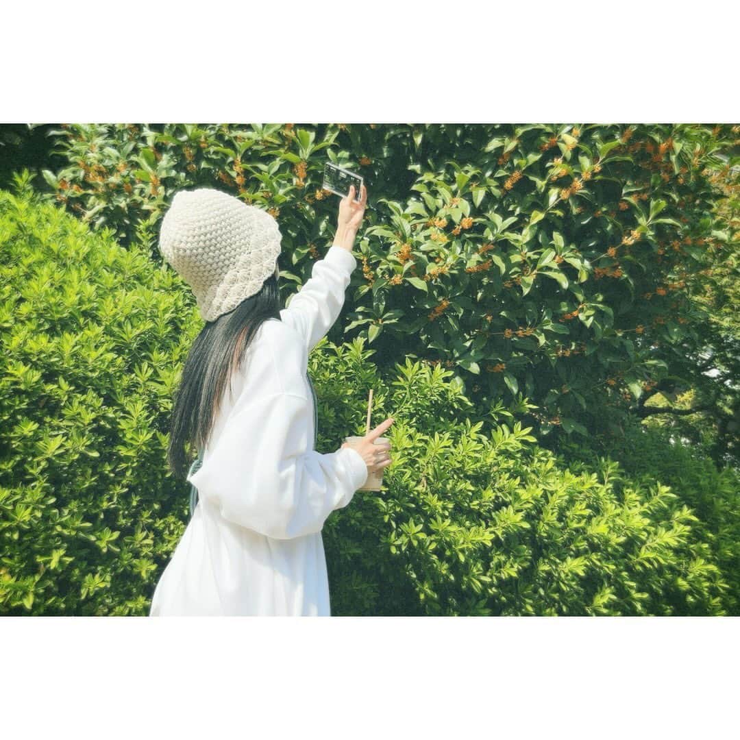 長尾寧音のインスタグラム：「🏵️ ⁡ 金木犀いい香りがする〜☺️ ⁡ ⁡ ⁡ コーヒー片手で持ってちゃったから カメラの持ち方変なのは見逃して🫣 ⁡ ⁡ ⁡ ⁡ ⁡ #papershoot」