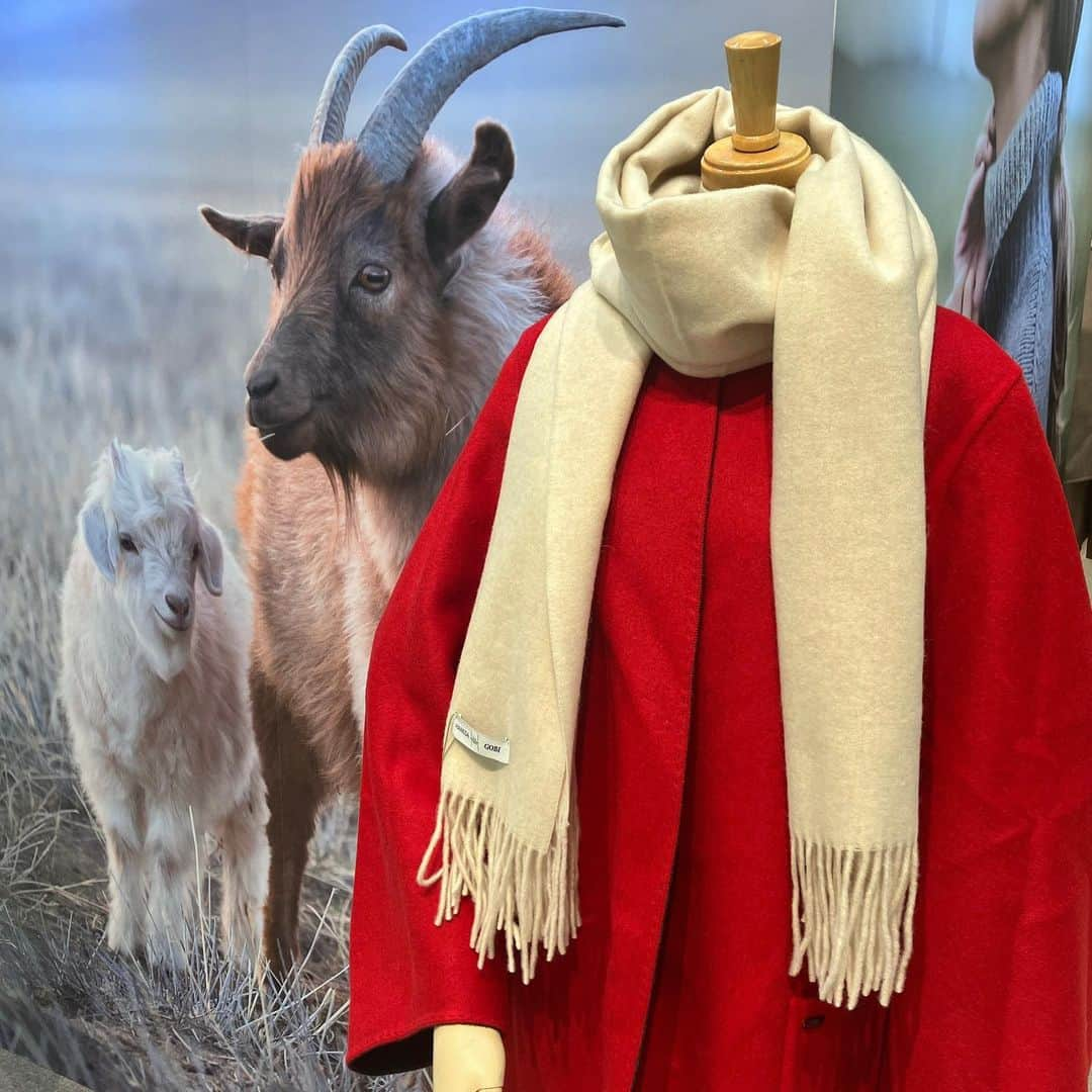 daimarusapporoのインスタグラム：「秋冬に映えるカシミヤウエア🧣🐐 1階 イベントスペースで〈GOBI〉期間限定ショップを開催中！  暖かさとやわらかさ、軽さが魅力の「カシミヤ」⛄ カシミヤ100％のコートやニット、あたたか小物が勢ぞろいしました！  今回のいちおしは、鮮やかなカラーが目を引くリバーシブルのダブルフェイスコート！ さっと羽織れる軽さ・暖かい着心地で、冬に近づくこの季節にぴったりです👀  一緒に合わせたいニット、マフラーなどの小物も豊富に登場。 鮮やかなコートと白いマフラーの組み合わせ、とっても素敵です🥰  ぜひ店頭でご覧ください！  ※10/31(火)まで  #大丸札幌 #カシミヤ #カシミヤニット #カシミヤストール #カシミヤコート #ニット #コート #防寒コーデ #マフラー」