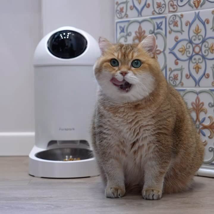 Hosicoのインスタグラム：「The Furspark Big Eye @furspark_official watches me day and night, speaks in Daddy’s voice and gives me dry food. 😺🥙 2K QHD Camera, Wide-angle lens with the infrared night vision. Capture and record every amazing moment of your furry friend. Automatically captures pet images, generates daily exciting pet videos, and alerts owners to abnormal pet conditions. Spacious 3.7L capacity ensures plentiful food storage, spanning 2 to 4 weeks. Say goodbye to leaving your pet alone at home. Get your very own Furspark Big Eye today! https://www.indiegogo.com/projects/furspark-big-eye-ai-powered-pet-sentry-feeder# (link in bio @hosico_cat) #Furspark #BigEye #petfeeder」
