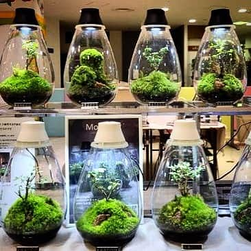 Mosslight-LEDさんのインスタグラム写真 - (Mosslight-LEDInstagram)「Mosslight   #大阪高島屋 6階 10/25〜31  #mosslight #モスライト #terrarium#テラリウム」10月25日 18時42分 - mosslight1955