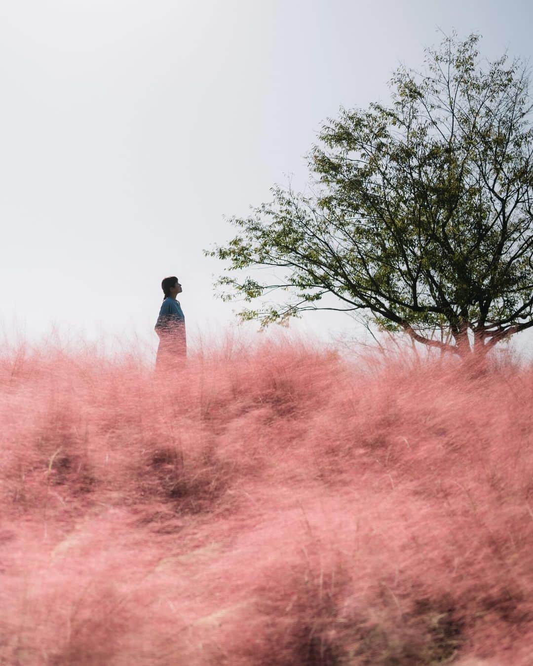 fuka_09のインスタグラム：「⁡ 花の雲のような ミューレンベルギア ⁡ #Muhlenbergia ⁡ #Zf #Nikoncreators NIKKOR Z 40mm f/2 (SE)」