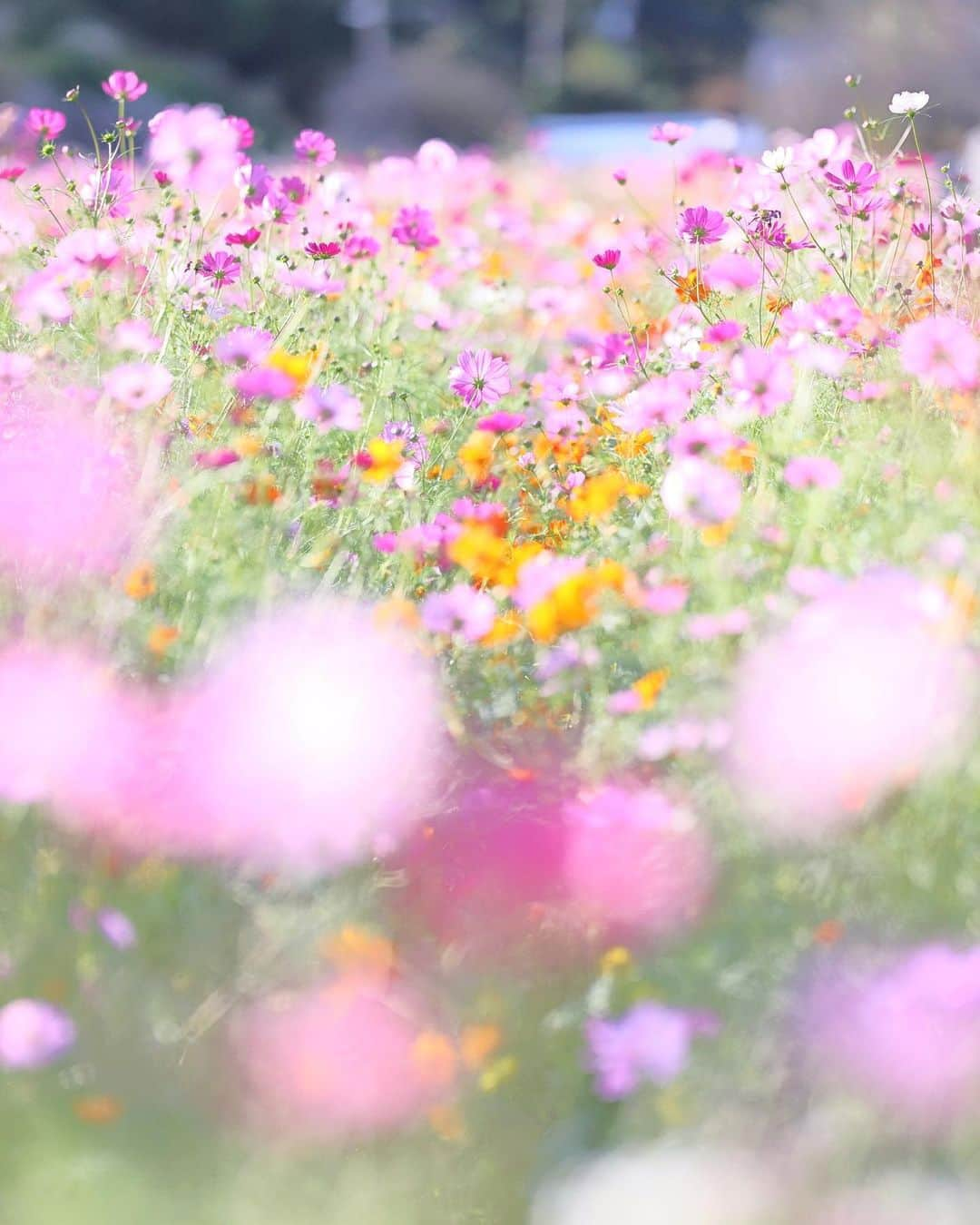 kiccyomuのインスタグラム：「☁️ 2023.10.25 Wed #あけぼの山農業公園  奥行きある ミックスの #コスモス 🌸  location #千葉 ❣️ 📷撮影 2023年10月18日」