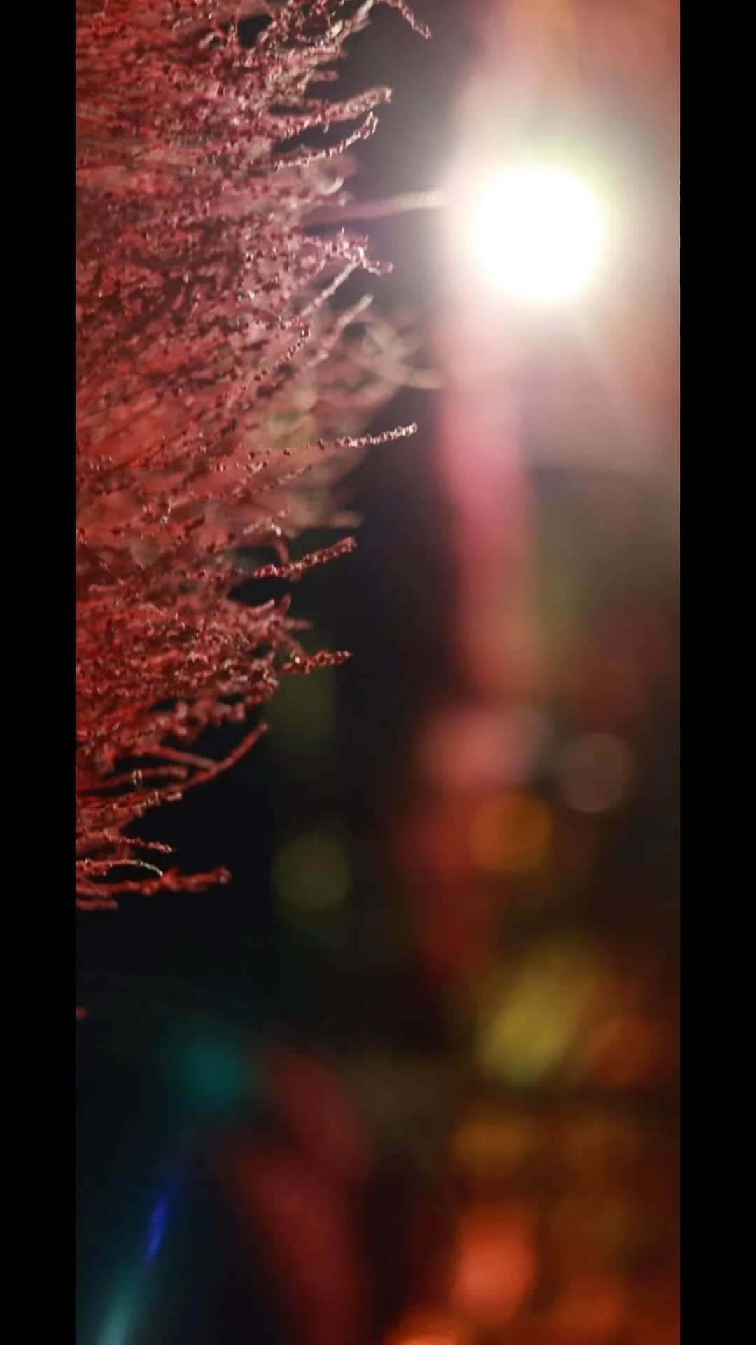 遠藤尚のインスタグラム：「国営みちのく杜の湖畔公園さんのイベント映像を作らせていただきました。 @michinokupark  【みちのくふるさと秋灯り】 開催期間　10月21日-10月29日まで開催しています。 真っ赤に色づいたコキアや周辺の樹々もライトアップされ幻想的です。  みなさん期間中行ってみてください！  #みちのく杜の湖畔公園  #ライトアップ #コキア」
