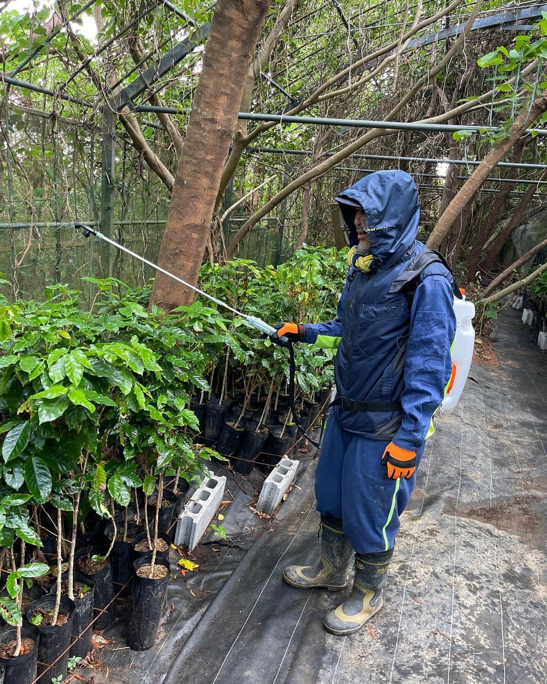 高原直泰のインスタグラム：「水やりとニームオイル散布。 苗木を畑に植え替えする為の土作り作業も順調に進行中。 #沖縄コーヒー #okinawacoffee  #コーヒーのある暮らし  #okinawalife  #コーヒーを楽しむ  #コーヒーを育てる #ニームオイル #土作り #完熟腐葉土 #完熟堆肥」