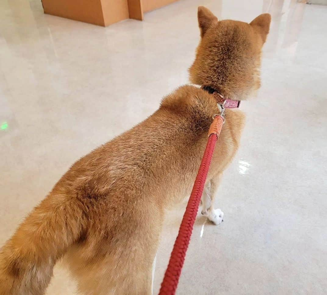 柴犬たま Shibainu Tamaさんのインスタグラム写真 - (柴犬たま Shibainu TamaInstagram)「コイ坊、アレルギー発症してしまいました💥⠀ ⠀ ⠀ トロの皮膚組織球腫摘出手術して術後経過もよく、動物病院通いも終わった〜と思った矢先、今度はコイ坊の顔面と手足に黒ずみが…😵💦⠀ 最初は夏毛に生え変わる段階で毛の抜け過ぎて地肌が見えてるだけかな〜？と思ってたけど、いつもと様子が違うとなって動物病院に行ってみる事に🏥⠀ ⠀ ⠀ 診断の結果は恐らく"食物アレルギー"⠀ ⠀ 恐らくっていうのは精密検査(アレルギー検査)をした訳ではないから💦獣医さん曰く、顔や手足に症状が出るのは食物アレルギー、胴体に症状が出るのはアトピー性皮膚炎の可能性が高いらしい💡(もちろん絶対ではありません⚠️)⠀ ⠀ 皮膚疾患って柴犬に多い病気だし、成犬になってから発症する事もあるし、ミケママも肌弱い方だから遺伝要素も考えられるらしい…🥲⠀ とりあえず痒み止めのお薬を処方してもらい、食物アレルギー用の療養食に切り替えたら症状が落ち着いてきたから一旦は様子見という事になっています😓⠀ ⠀ ⠀ Caption trans🇬🇧⠀ Koi appears to have developed food allergies💥 His face and limbs became blackened😵💦 I took him to the veterinary clinic and gave him anti-itch medication and an allergy-specific convalescent diet🏥 His symptoms have now stabilised, so don't worry😓⠀⠀ ⠀ #たま家族 #柴犬コイ #食物アレルギー #皮膚病 #皮膚疾患 #動物病院 #ビビリ #尻尾下がってる #後頭部フェチ⠀ #柴犬 #shiba #shibainu #shibastagram #犬 #dog」10月25日 19時27分 - tama7653