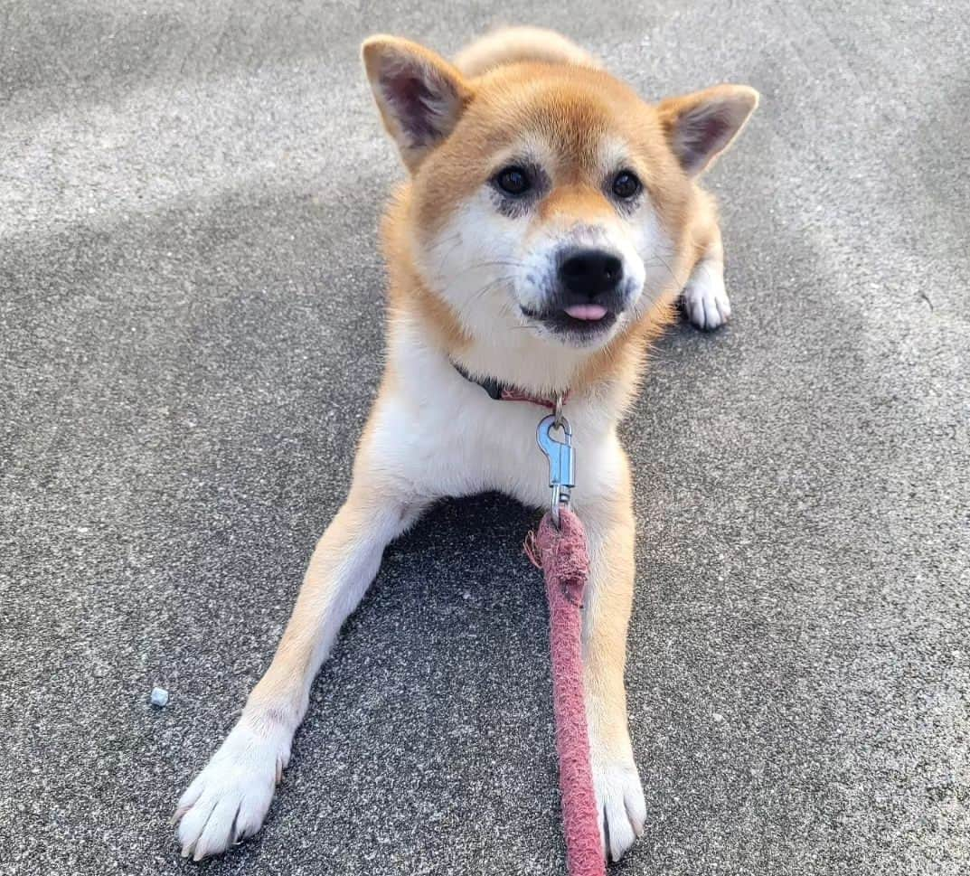 柴犬たま Shibainu Tamaさんのインスタグラム写真 - (柴犬たま Shibainu TamaInstagram)「コイ坊、アレルギー発症してしまいました💥⠀ ⠀ ⠀ トロの皮膚組織球腫摘出手術して術後経過もよく、動物病院通いも終わった〜と思った矢先、今度はコイ坊の顔面と手足に黒ずみが…😵💦⠀ 最初は夏毛に生え変わる段階で毛の抜け過ぎて地肌が見えてるだけかな〜？と思ってたけど、いつもと様子が違うとなって動物病院に行ってみる事に🏥⠀ ⠀ ⠀ 診断の結果は恐らく"食物アレルギー"⠀ ⠀ 恐らくっていうのは精密検査(アレルギー検査)をした訳ではないから💦獣医さん曰く、顔や手足に症状が出るのは食物アレルギー、胴体に症状が出るのはアトピー性皮膚炎の可能性が高いらしい💡(もちろん絶対ではありません⚠️)⠀ ⠀ 皮膚疾患って柴犬に多い病気だし、成犬になってから発症する事もあるし、ミケママも肌弱い方だから遺伝要素も考えられるらしい…🥲⠀ とりあえず痒み止めのお薬を処方してもらい、食物アレルギー用の療養食に切り替えたら症状が落ち着いてきたから一旦は様子見という事になっています😓⠀ ⠀ ⠀ Caption trans🇬🇧⠀ Koi appears to have developed food allergies💥 His face and limbs became blackened😵💦 I took him to the veterinary clinic and gave him anti-itch medication and an allergy-specific convalescent diet🏥 His symptoms have now stabilised, so don't worry😓⠀⠀ ⠀ #たま家族 #柴犬コイ #食物アレルギー #皮膚病 #皮膚疾患 #動物病院 #ビビリ #尻尾下がってる #後頭部フェチ⠀ #柴犬 #shiba #shibainu #shibastagram #犬 #dog」10月25日 19時27分 - tama7653