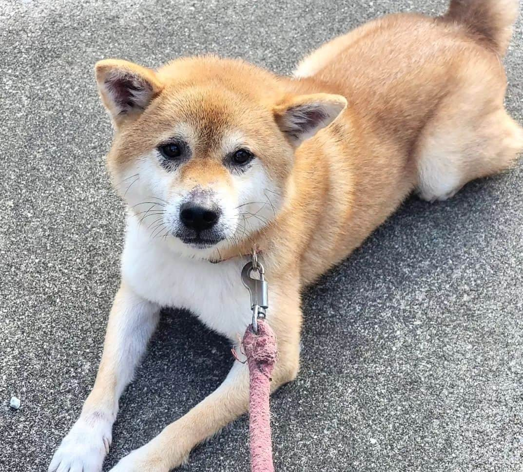 柴犬たま Shibainu Tamaのインスタグラム：「コイ坊、アレルギー発症してしまいました💥⠀ ⠀ ⠀ トロの皮膚組織球腫摘出手術して術後経過もよく、動物病院通いも終わった〜と思った矢先、今度はコイ坊の顔面と手足に黒ずみが…😵💦⠀ 最初は夏毛に生え変わる段階で毛の抜け過ぎて地肌が見えてるだけかな〜？と思ってたけど、いつもと様子が違うとなって動物病院に行ってみる事に🏥⠀ ⠀ ⠀ 診断の結果は恐らく"食物アレルギー"⠀ ⠀ 恐らくっていうのは精密検査(アレルギー検査)をした訳ではないから💦獣医さん曰く、顔や手足に症状が出るのは食物アレルギー、胴体に症状が出るのはアトピー性皮膚炎の可能性が高いらしい💡(もちろん絶対ではありません⚠️)⠀ ⠀ 皮膚疾患って柴犬に多い病気だし、成犬になってから発症する事もあるし、ミケママも肌弱い方だから遺伝要素も考えられるらしい…🥲⠀ とりあえず痒み止めのお薬を処方してもらい、食物アレルギー用の療養食に切り替えたら症状が落ち着いてきたから一旦は様子見という事になっています😓⠀ ⠀ ⠀ Caption trans🇬🇧⠀ Koi appears to have developed food allergies💥 His face and limbs became blackened😵💦 I took him to the veterinary clinic and gave him anti-itch medication and an allergy-specific convalescent diet🏥 His symptoms have now stabilised, so don't worry😓⠀⠀ ⠀ #たま家族 #柴犬コイ #食物アレルギー #皮膚病 #皮膚疾患 #動物病院 #ビビリ #尻尾下がってる #後頭部フェチ⠀ #柴犬 #shiba #shibainu #shibastagram #犬 #dog」