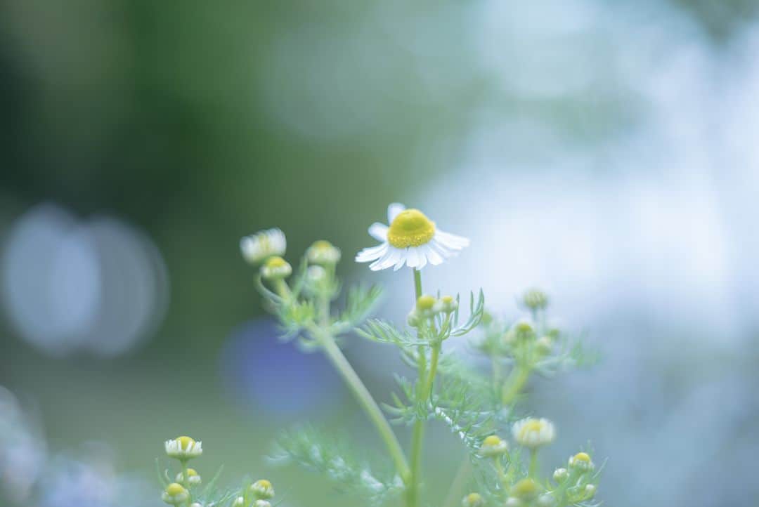 花の写真館のインスタグラム：「Photo by Shimokaze Masahiko. https://www.facebook.com/cfeaolfnyhbfpy56sefrcsa569 . 本アカウントは、 #私の花の写真 をつけてInstagramに投稿された皆さまの花の写真や、「花の写真館」Facebookページで投稿された花の写真を紹介します。 「花の写真館」Facebookページは、「 @floral.photograph 」のプロフィールにあるURLからご覧ください。 . ※各種法令、マナー、関係者の指示に従った撮影をお願いします。 *Please ensure that your photography adheres to all relevant laws, etiquette, and instructions issued by authorized persons. ※本アカウントは東京カメラ部がFacebook、Instagramのサービスを利用して運営しているもので、Meta社・Instagramとは一切関係ありません。 . #花の写真館 #floralphotograph #floralphoto #flower #flowers Follow: @floral.photograph」