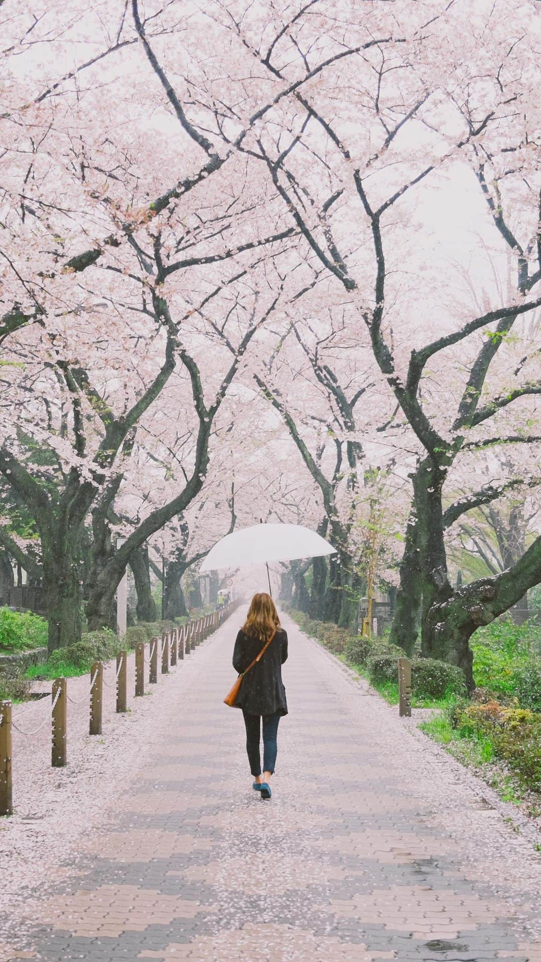 キャセイパシフィック航空のインスタグラム：「Thank you for showing us your varying takes on the colour palette of Japan 🇯🇵. We’re loving them❤️! What should we do next?  #cathaypacific #MoveBeyond  我們非常喜愛大家的美照，讓我們感受到七彩顏色交織的日本景色 🇯🇵。感謝大家的分享❤️！下一站將會是哪個目的地？  #國泰航空 #志在飛躍  📸 @guang_wanniii, @toshi_104_1,  @karen_lty, @yeung.sumyi, @cwysonia125, @black_fdz, @jojochoi」