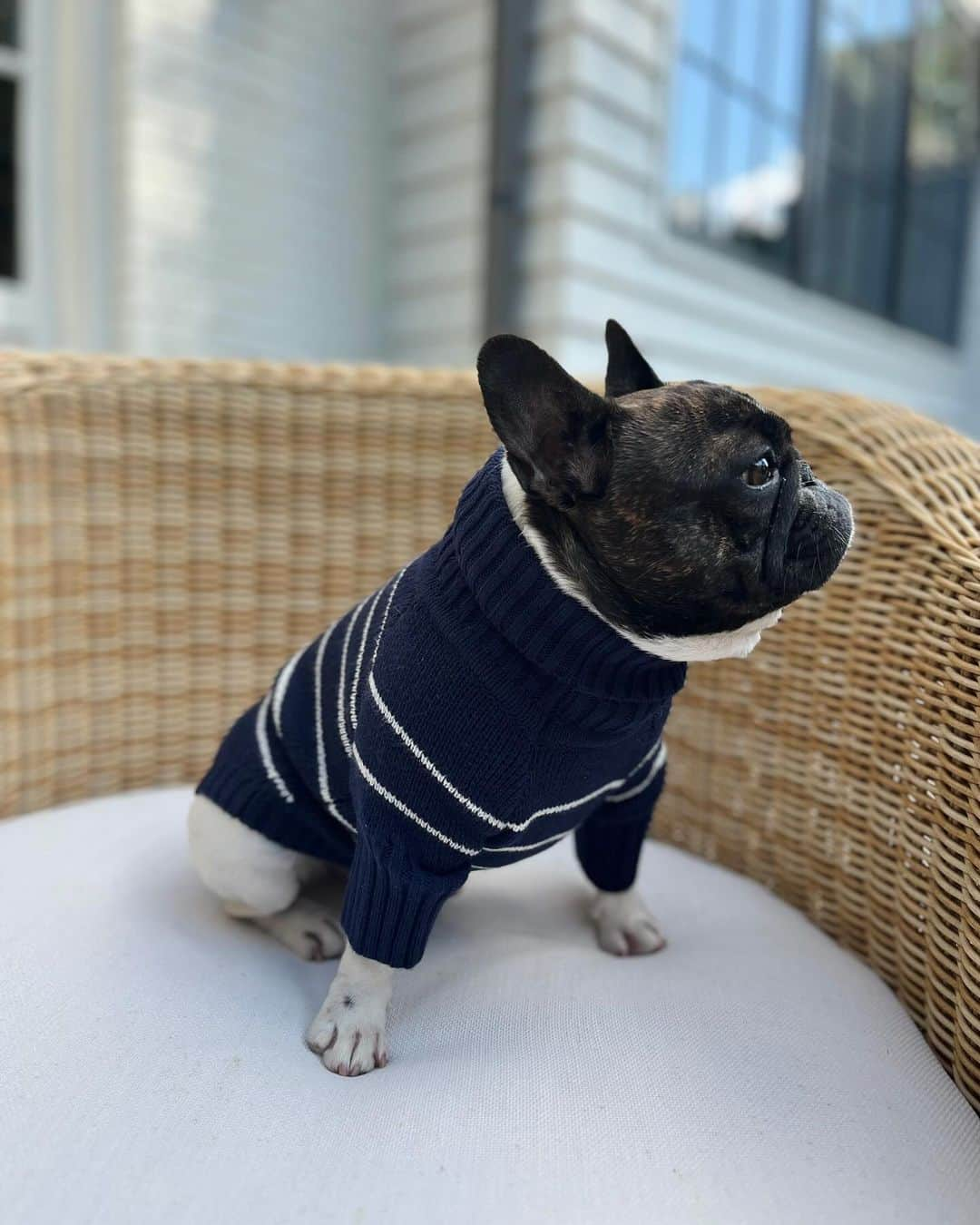 リース・ウィザースプーンさんのインスタグラム写真 - (リース・ウィザースプーンInstagram)「Matching sweaters with my pup?!?! 😍😍😍 The @draperjames x @thefoggydog collection is everything this dog lady has ever dreamed of. Shop now!!!」10月26日 1時06分 - reesewitherspoon