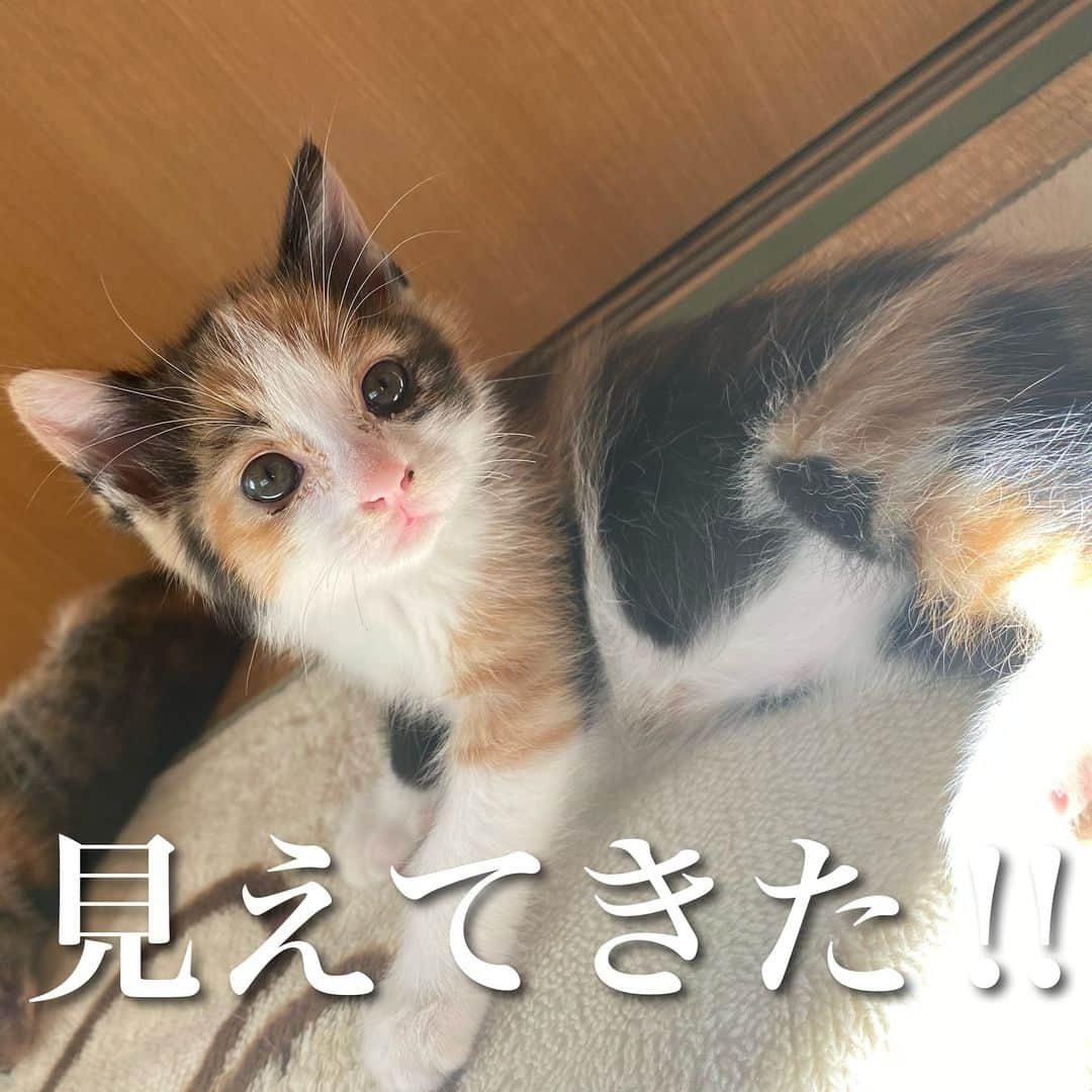 猫カフェきぶん屋さんのインスタグラム写真 - (猫カフェきぶん屋Instagram)「見えてきた  保護依頼が続いて体力的にも精神的にも疲弊しつつありますが、このタイミングで仕事も忙しくなり、来年は同じ活動をしている人を雇用することで活動の後押しができるかもというのが見えてきました。 投稿したことは振り返ってみると大体達成しているので先に書いておこうと思います。  自腹でやる活動に終止符を。 次世代に引き継げる活動を。 皆様がいろんな企画に参加してくださってやっとぼんやり見えてきました。 同じような方向性の仲間を増やしていくのが来年にやること。 珍しく売上にこだわっていこうと腹括ってるのでいろんなこと仕掛けていきます。 どんどん参加してください😊  🙏皆様にお願い🙏  いいねだけでなく、右下の保存ボタンを押してもらえると嬉しいです。  すごい勢いでフォロワーさんが増えて、情報が届けやすくなります。  ベジニャンシリーズ食べて応援してください🍛🍜🍝 https://kenkoshukan.stores.jp/  リラポ申請で10%還元中‼︎  https://relapo.jp/products/shop/kaetemiyou  プロフィールのハイライトから進めます‼️   お店のご来店は完全予約制にしておりますのでメッセージかお電話ください😊 兵庫県宝塚市、阪急小林駅より徒歩6分  #保護猫　#保護猫と暮らす　#保護猫を家族に　#ねこのいる生活　#ねこのいる幸せ」10月25日 19時49分 - nekocafekibunya