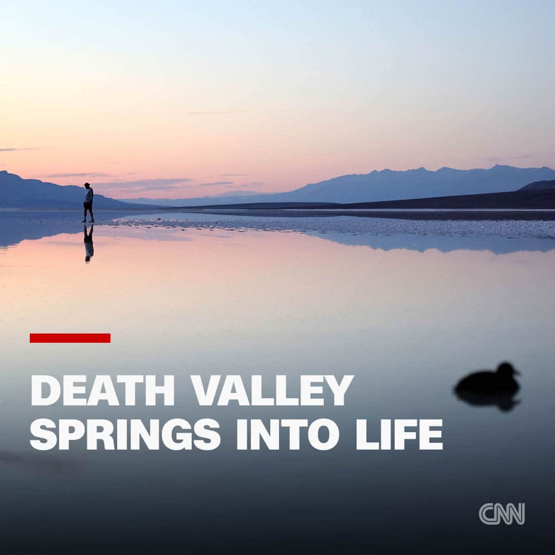 CNNさんのインスタグラム写真 - (CNNInstagram)「California's Death Valley is the hottest place in the world and the driest place in North America. But two months after Hurricane Hilary's epic rainfall, parts of the national park look more oasis than desert.  Parched ground turned to ponds, wildflowers are in bloom in remote areas and a salt flat is now a massive lake. The salt flat-turned-lake is an exceptional but fleeting sight to behold.  Tap the link in our bio to read more.  📷 Mario Tama/Getty Images」10月25日 20時00分 - cnn