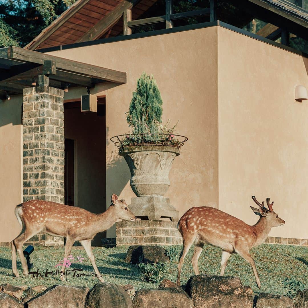 のインスタグラム：「.....  ザ・ヒルトップテラス奈良 ブライダル  奈良の歴史と共に 時を刻んできた The Hilltop Terrace Nara. 奈良の象徴的な大自然の空間で迎える特別な一日を .....  @hilltopterracenara 詳細はプロフィール欄のWEBサイト もしくは以下からお気軽にお問い合わせください。  住所：〒630-8212 奈良県奈良市春日野町９８−１ 電話番号：0742-27-0555 公式HP：https://www.hilltopterrace.co.jp/  #ヒルトップテラス奈良 #hilltopterracenara  #奈良結婚式場 #奈良ゲストハウス #奈良前撮り #奈良結婚式 #奈良結婚式 #奈良結婚式場 #奈良前撮り #奈良結婚式場探し  #プレ花嫁 #プレ花嫁さんと繋がりたい #プレ花嫁準備  #バンケット #披露宴 #式場見学 #式場レポ #結婚式レポート #挙式 #関西ゲストハウス」