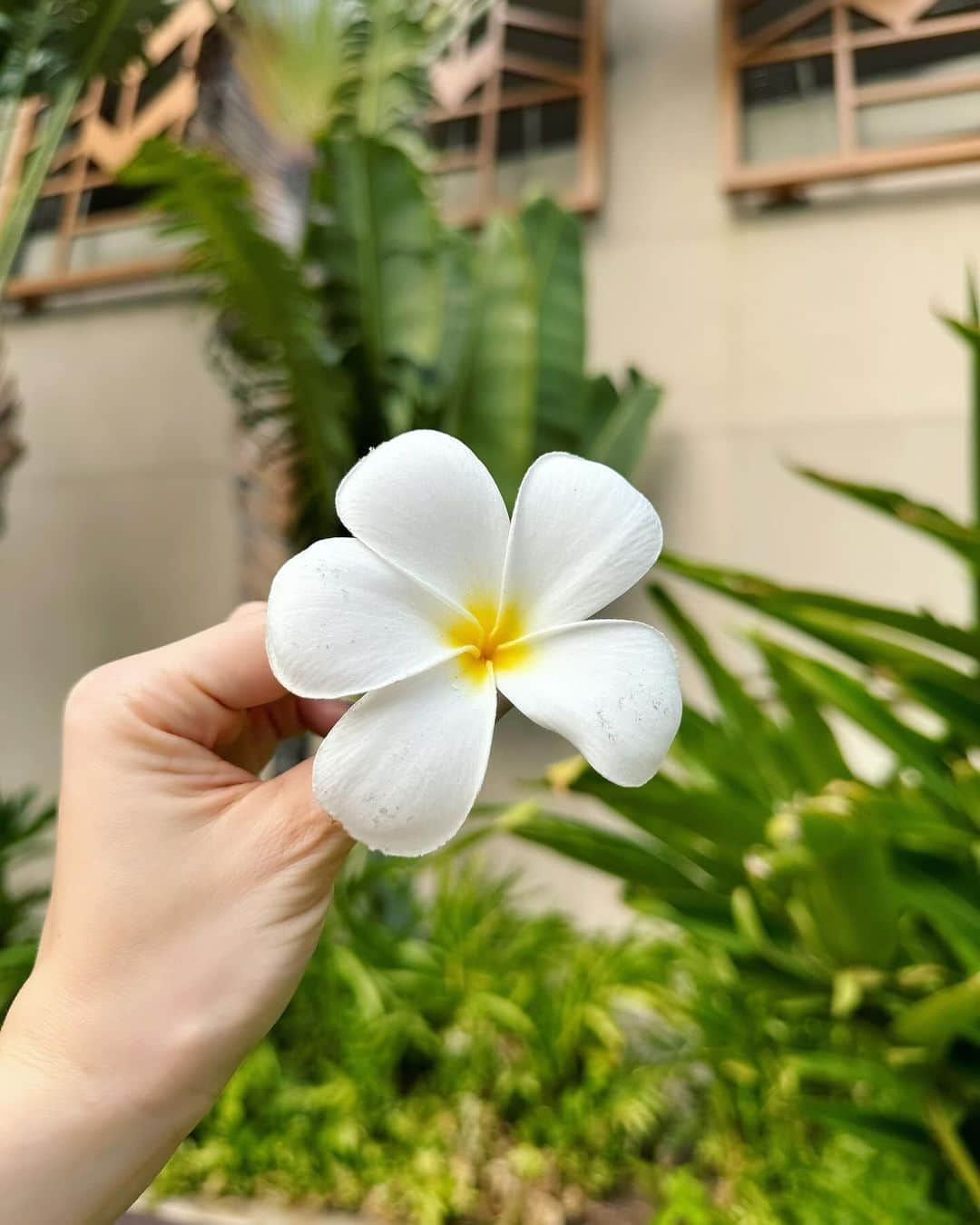 サキ吉のインスタグラム：「前の投稿にたくさんコメントありがとう😭❤️ 思い出すだけで怖くて、気が滅入ってたから💦 みんなからのコメントが優しくてあったかくて救われた🥲 ． ． ． 気を取り直して4日目、最終日の投稿していきます✍️✨️ ． ． ． #家族旅行 #海外旅行 #ハワイ旅行 #子連れ旅行 #赤ちゃんとお出かけ  #赤ちゃんと旅行  #子連れハワイ  #赤ちゃん連れハワイ #ハワイ観光 #女の子ママ #令和4年ベビー #女の子ベビー #1歳女の子  #1歳児ママ #赤ちゃんのいる暮らし #赤ちゃんのいる生活 #子育て #ママライフ #ママ垢さんと繋がりたい」