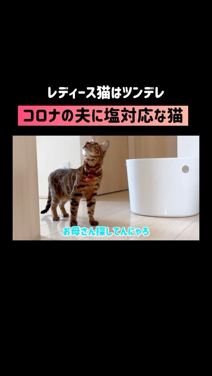 にゃんたまハウスのインスタグラム