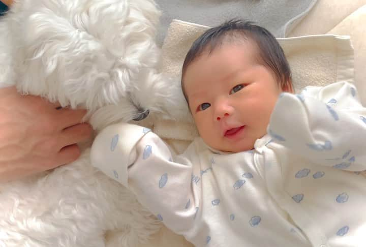 朝香りほのインスタグラム：「うちのちびーずプリンセス🐶👶🏻❤️❤️❤️ 日々元気に生きてる👶🏻と お姉ちゃんになって一歩引いてくれたり 隙見て甘えに来てくれる🐶 どちらも愛おしくてたまらない。。  #赤ちゃんのいる生活#新生児#生後２週間 #犬のいる暮らし#マルチーズ#１歳」