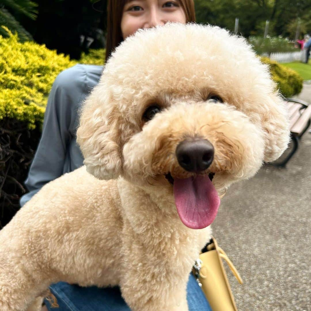 間瀬遥花さんのインスタグラム写真 - (間瀬遥花Instagram)「. 名古屋でお昼過ぎに仕事終わって、 気候も良くて公園行けたのは嬉しかったんだけど 相変わらずじっとしてくれないアポロのおかげで 写真撮るのにママと散々苦労した😇 . がんばって可愛いの何枚か撮れたからまた載せる！ . . . #おさんぽ #お散歩 #お散歩日和 #さんぽ #散歩 #トイプードル #トイプー #トイプードルアプリコット #鶴舞公園 #名古屋 #公園」10月25日 21時00分 - maseharu_929