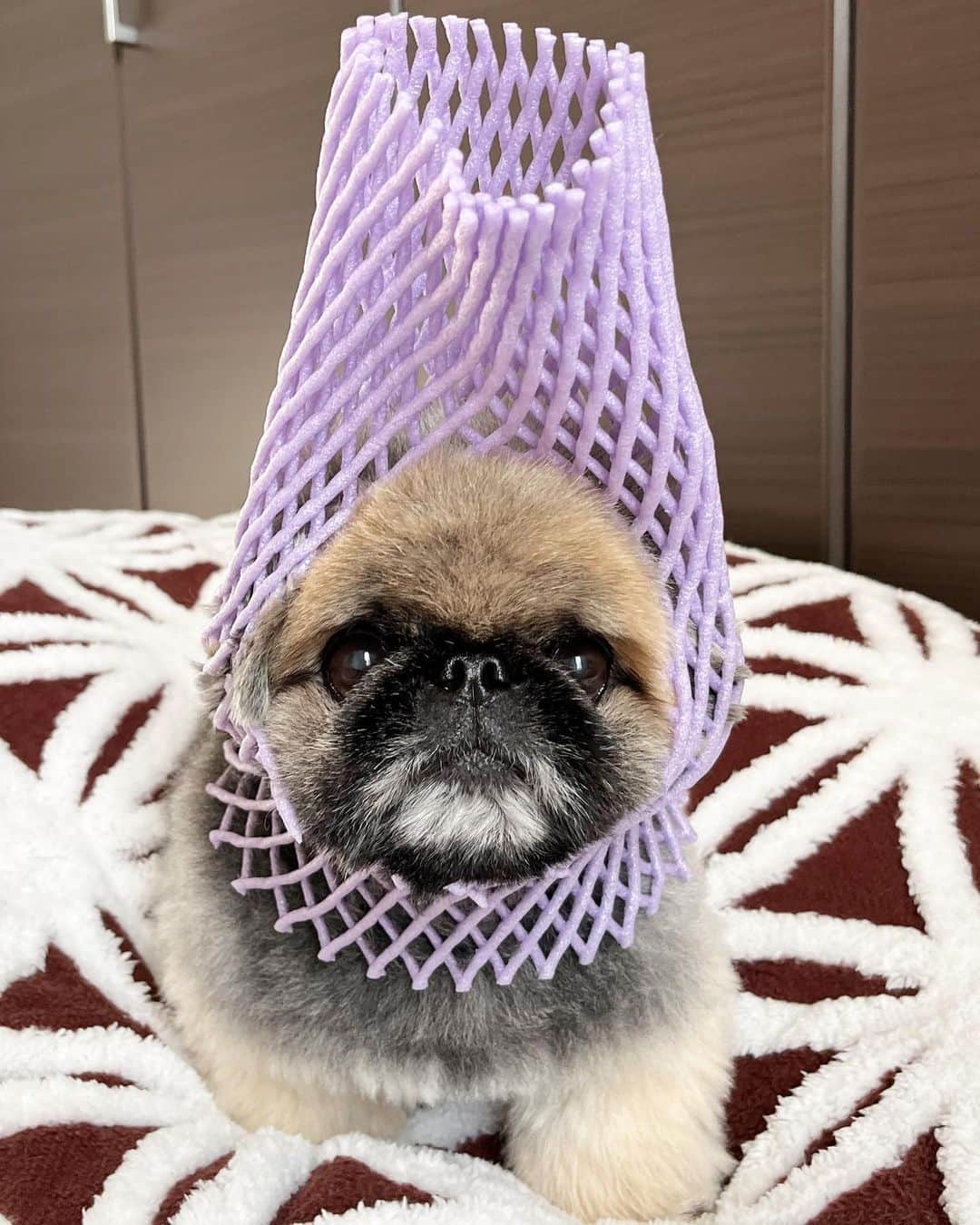 いぶそらのインスタグラム：「おしゃれは、発想が大切🐶💕 フルーツネットでも、被ってみるかな😂  #おしゃれさんと繋がりたい  #フルーツネット  Good night⭐️  #pekingese#dog#老犬#短足#ふわもこ #fluffy#cutedog #페키니즈 #ペキニーズ#鼻ぺちゃ#lol」