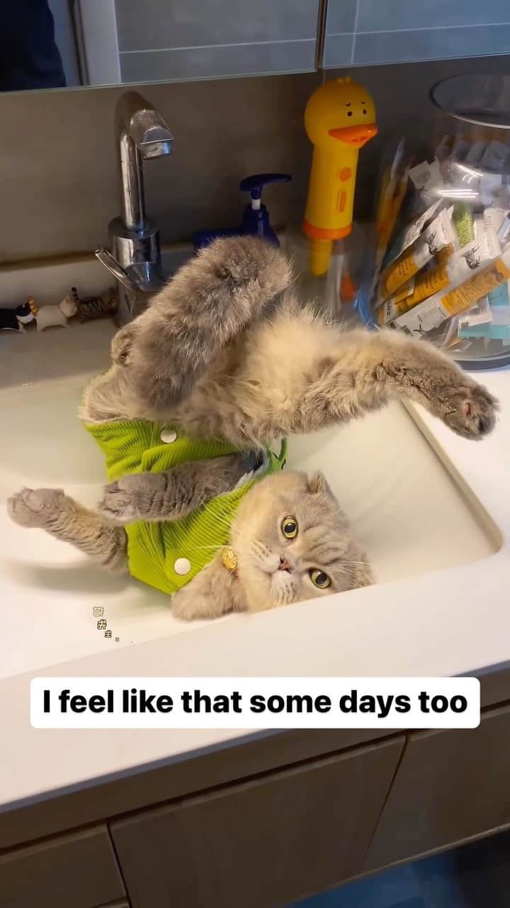 Cute Pets Dogs Catsのインスタグラム：「I feel like that some days too  Credit: adorable @猫先生米奇 | DY ** For all crediting issues and removals pls 𝐄𝐦𝐚𝐢𝐥 𝐮𝐬 ☺️  𝐍𝐨𝐭𝐞: we don’t own this video/pics, all rights go to their respective owners. If owner is not provided, tagged (meaning we couldn’t find who is the owner), 𝐩𝐥𝐬 𝐄𝐦𝐚𝐢𝐥 𝐮𝐬 with 𝐬𝐮𝐛𝐣𝐞𝐜𝐭 “𝐂𝐫𝐞𝐝𝐢𝐭 𝐈𝐬𝐬𝐮𝐞𝐬” and 𝐨𝐰𝐧𝐞𝐫 𝐰𝐢𝐥𝐥 𝐛𝐞 𝐭𝐚𝐠𝐠𝐞𝐝 𝐬𝐡𝐨𝐫𝐭𝐥𝐲 𝐚𝐟𝐭𝐞𝐫.  We have been building this community for over 6 years, but 𝐞𝐯𝐞𝐫𝐲 𝐫𝐞𝐩𝐨𝐫𝐭 𝐜𝐨𝐮𝐥𝐝 𝐠𝐞𝐭 𝐨𝐮𝐫 𝐩𝐚𝐠𝐞 𝐝𝐞𝐥𝐞𝐭𝐞𝐝, pls email us first. **」