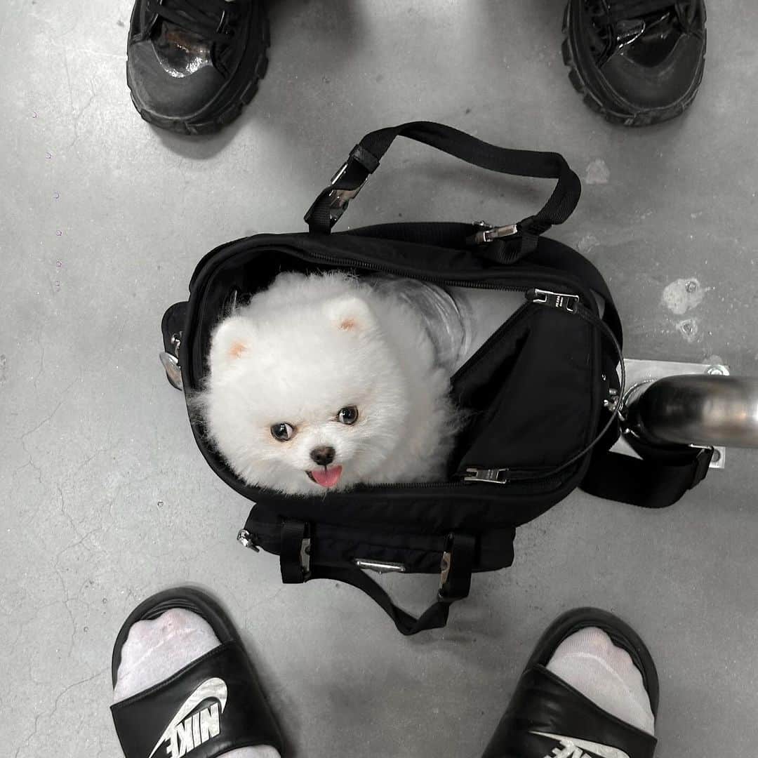 むじさまさんのインスタグラム写真 - (むじさまInstagram)「🐻‍❄️🛒」10月25日 20時23分 - mujisama