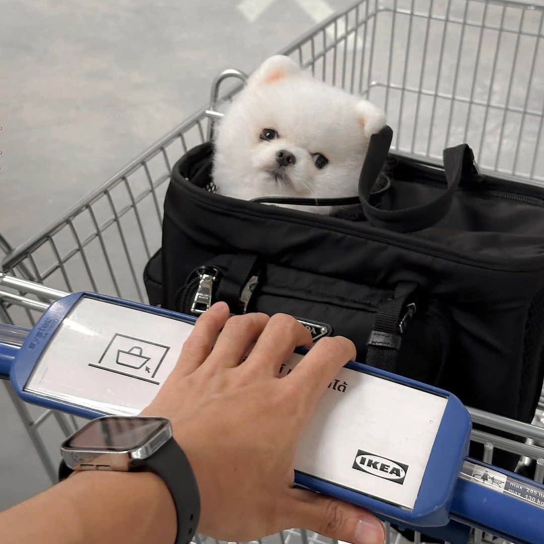 のインスタグラム：「🐻‍❄️🛒」