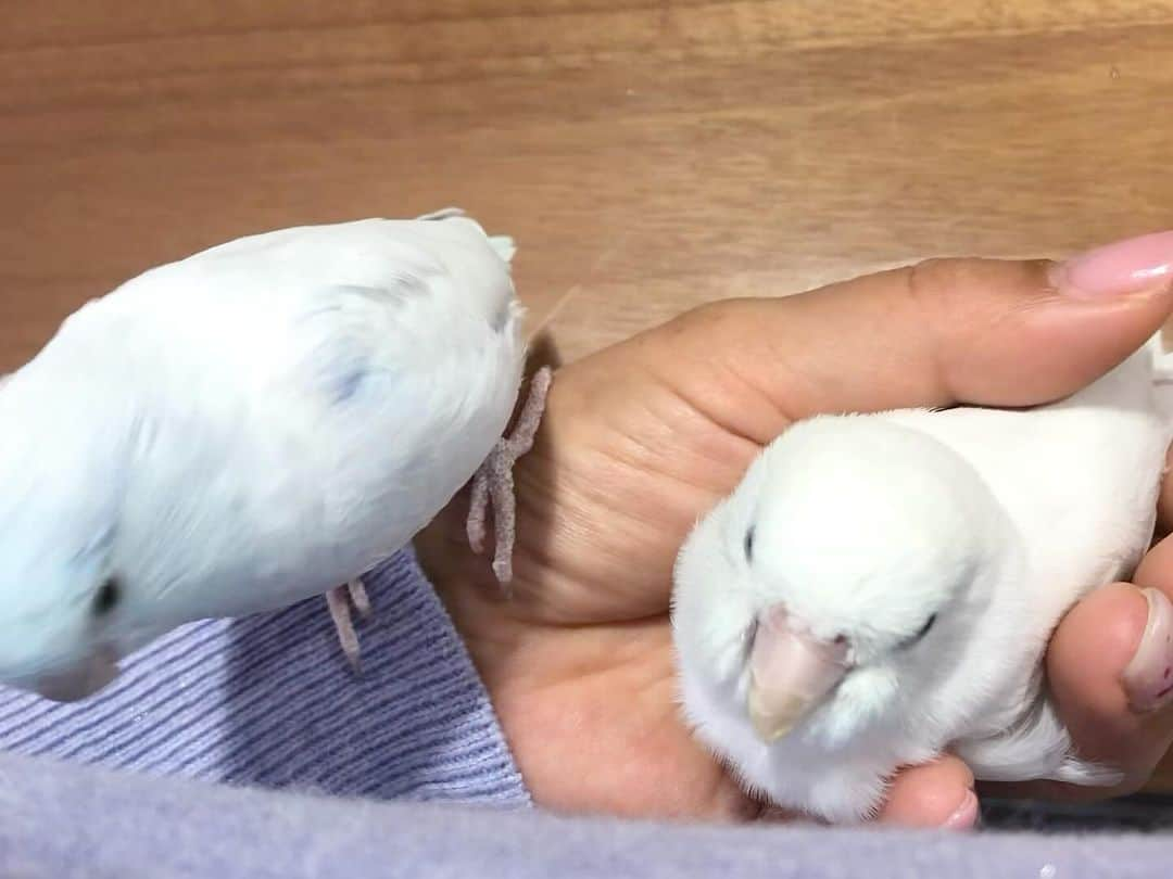 SAORIのインスタグラム：「Dew and Ramune🐦🤍🐦💤 * * 週の真ん中水曜日 今日の癒し担当はデューとラムネです ねむねむさん達と水浴びの写真 手にすっぽり入るラムちゃんは本当癒し♡ 昨日と今日はソーダとラムネの月命日でもあります * * 2023.10.25 #インコ #マメルリハ #マメルリハインコ #小鳥 #parrotlet #pacificparrotlet #parakeet #bird #forpus #weeklyfluff #Sittich  #perruche #잉꼬 #papagei #papagaio #papağan」