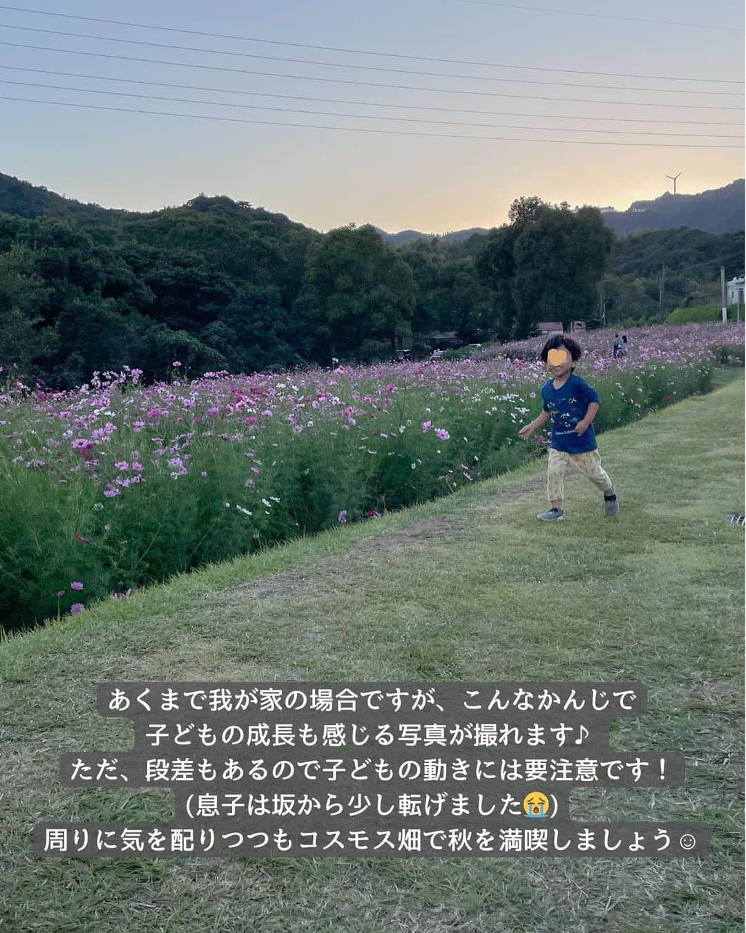 山下智子さんのインスタグラム写真 - (山下智子Instagram)「⭐︎スポットが気になったらまずは【保存】 自分だけのリストを作ってみてね！  @tomoko__yamashita ←他の鹿児島子連れスポットとフォローはここから  【鹿児島子連れスポット】 🌼慈眼寺公園 花畑(コスモスが見頃) 📍鹿児島県鹿児島市下福元町3710-1 🚘駐車場あり  今が見頃の慈眼寺公園のコスモスを見に行ってきました✨  息子が生まれてから毎年通っている コスモススポットです👦 ということで、 その時々の写真でどんな一枚が撮れるか まとめてみました📷  コスモスの背に段々と近づいてきて成長を感じます🌼 一方やんちゃ度は年々増してきて、 はちゃめちゃさもありますが😂 (今年は常にこらー！と言っていた気も🙊)  コスモス畑は段差もあり注意も必要ですが、 周りに気を配りながらも これからも子どもと楽しみたいと思います😊  来年はどんな写真が撮れるかな📷  ..........................................  @tomoko__yamashita です👩 家族で行ける鹿児島の子連れスポットを発信中✨  #tomoko__yamashita_kagoshima 「鹿児島子連れ」に関する投稿は、 このハッシュタグで検索！  ..........................................  #鹿児島子育て #鹿児島子連れ #鹿児島ママ #鹿児島観光 #鹿児島ドライブ  #慈眼寺公園」10月25日 20時24分 - tomoko__yamashita