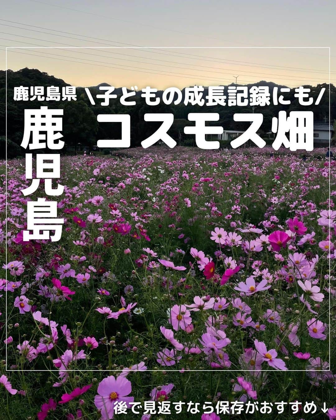 山下智子のインスタグラム：「⭐︎スポットが気になったらまずは【保存】 自分だけのリストを作ってみてね！  @tomoko__yamashita ←他の鹿児島子連れスポットとフォローはここから  【鹿児島子連れスポット】 🌼慈眼寺公園 花畑(コスモスが見頃) 📍鹿児島県鹿児島市下福元町3710-1 🚘駐車場あり  今が見頃の慈眼寺公園のコスモスを見に行ってきました✨  息子が生まれてから毎年通っている コスモススポットです👦 ということで、 その時々の写真でどんな一枚が撮れるか まとめてみました📷  コスモスの背に段々と近づいてきて成長を感じます🌼 一方やんちゃ度は年々増してきて、 はちゃめちゃさもありますが😂 (今年は常にこらー！と言っていた気も🙊)  コスモス畑は段差もあり注意も必要ですが、 周りに気を配りながらも これからも子どもと楽しみたいと思います😊  来年はどんな写真が撮れるかな📷  ..........................................  @tomoko__yamashita です👩 家族で行ける鹿児島の子連れスポットを発信中✨  #tomoko__yamashita_kagoshima 「鹿児島子連れ」に関する投稿は、 このハッシュタグで検索！  ..........................................  #鹿児島子育て #鹿児島子連れ #鹿児島ママ #鹿児島観光 #鹿児島ドライブ  #慈眼寺公園」