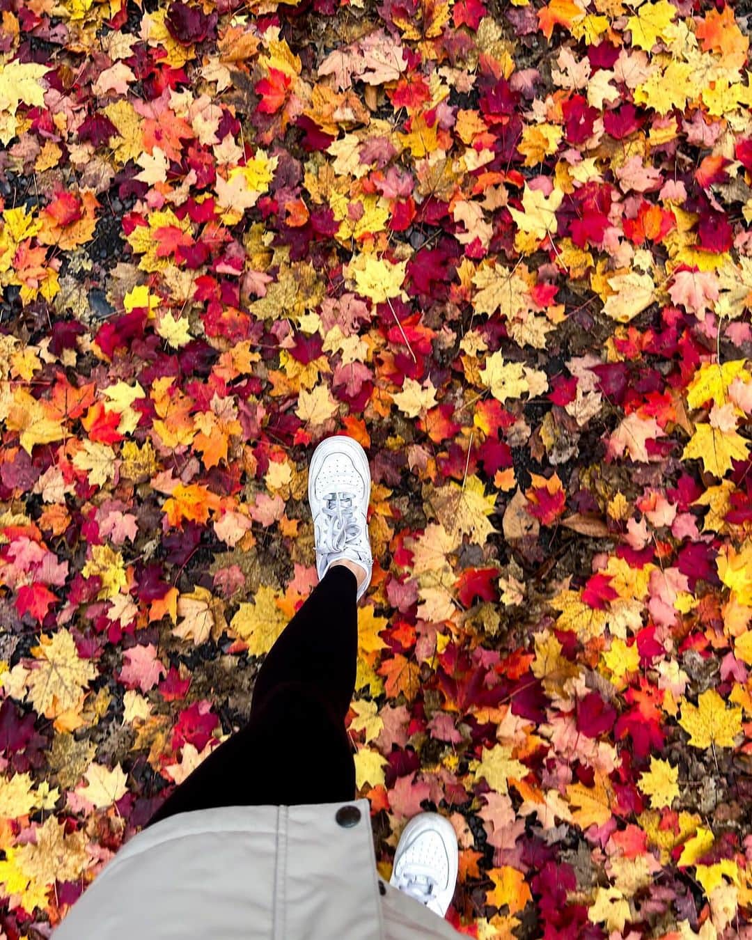 ニキ・ヴォリーズのインスタグラム：「Fall season🍁」