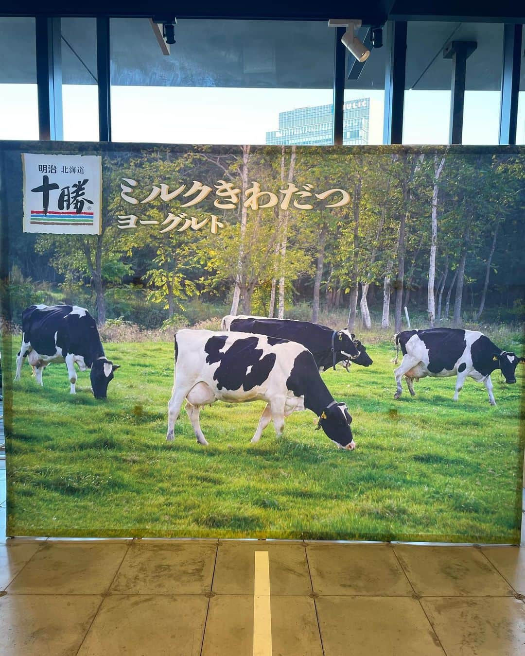 長谷川真美さんのインスタグラム写真 - (長谷川真美Instagram)「大好きな #ヨーグルト 🐮💕  こだわり続けてなんと28年✨ 私もこのヨーグルトが大好きで 幼少期からたっくさん食べてきたけど なんと！2023年秋に生まれ変わるんだそう👀 試食会でひと足先に味わってきました🙌  北海道十勝の素材にこだわり続けて なんと今回！オール十勝素材を実現💓 #十勝 ＝美味しい ってイメージあるよね？🤭  早速！！！食べ比べ🥄✨ ✔︎馴染みのある丸いカップの方が→【旧製品】 ✔︎プラスチック使用量を減らした 繋がった四角いパッケージが→【新商品】  どっちもそりゃ美味しいんだけど 新商品はさらにシルキーで ほわぁっとした口溶けが！！！👀 口の中で溶けていく〜って感じ✨ ミルク感の中にふわぁっと甘みが出てきて とってもとっても美味しかった💕  容器はプラスチック使用量50%も削減して 賞味期限を延長することで #持続可能性 への配慮がされてるんだそう☺️  日本の #酪農復興 に貢献した取り組みが素敵で 会場にも飾られていた生産者さんの写真や メッセージムービーにとてもホッコリしました☺️  #pr #meiji #明治 #試食会 #明治北海道十勝ミルクきわだつヨーグルト #オール十勝素材」10月25日 20時38分 - maami.hase