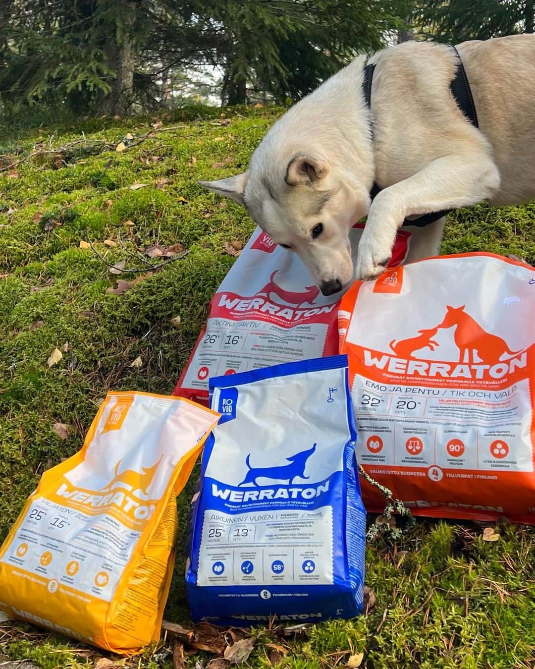 キーラ・コルピのインスタグラム：「Kaupallinen yhteistyö: @roviopetfoods & @kiira_korpi / Pika 🐾  Poweria Pikan päivään tuo kotimainen WERRATON-laaturuoka, jossa on ideaali ravintoaineiden tasapaino! 🔥🇫🇮 Raaka-aineina muun muassa tuore kananmuna, siipikarjaproteiini sekä kuorittu kaura, ohra, kuorittu härkäpapu ja pellava.  Löydät WERRATON-koiranruoat ihan tavallisista kaupoista!   #werratonkoiranruoka #roviopetfoods #kotimainenkoiranruoka」