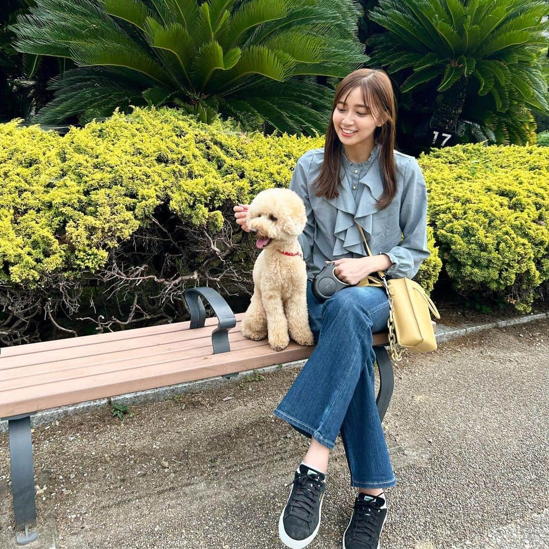 間瀬遥花のインスタグラム：「. 名古屋でお昼過ぎに仕事終わって、 気候も良くて公園行けたのは嬉しかったんだけど 相変わらずじっとしてくれないアポロのおかげで 写真撮るのにママと散々苦労した😇 . がんばって可愛いの何枚か撮れたからまた載せる！ . . . #おさんぽ #お散歩 #お散歩日和 #さんぽ #散歩 #トイプードル #トイプー #トイプードルアプリコット #鶴舞公園 #名古屋 #公園」