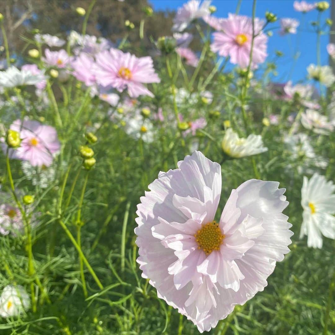 大島璃音さんのインスタグラム写真 - (大島璃音Instagram)「.  今年の秋の目標、 コスモス畑でコスモスを見る！ 達成です✌︎  初めてのコスモス畑でしたが、 一面に広がるコスモスの景色は 期待を遥かに超える幸せ空間でした🌸  あと、すごくコスモス上手に撮れた！ と自負したい🌝笑 個人的に大満足の1枚です!」10月25日 20時55分 - rinon_ohshima