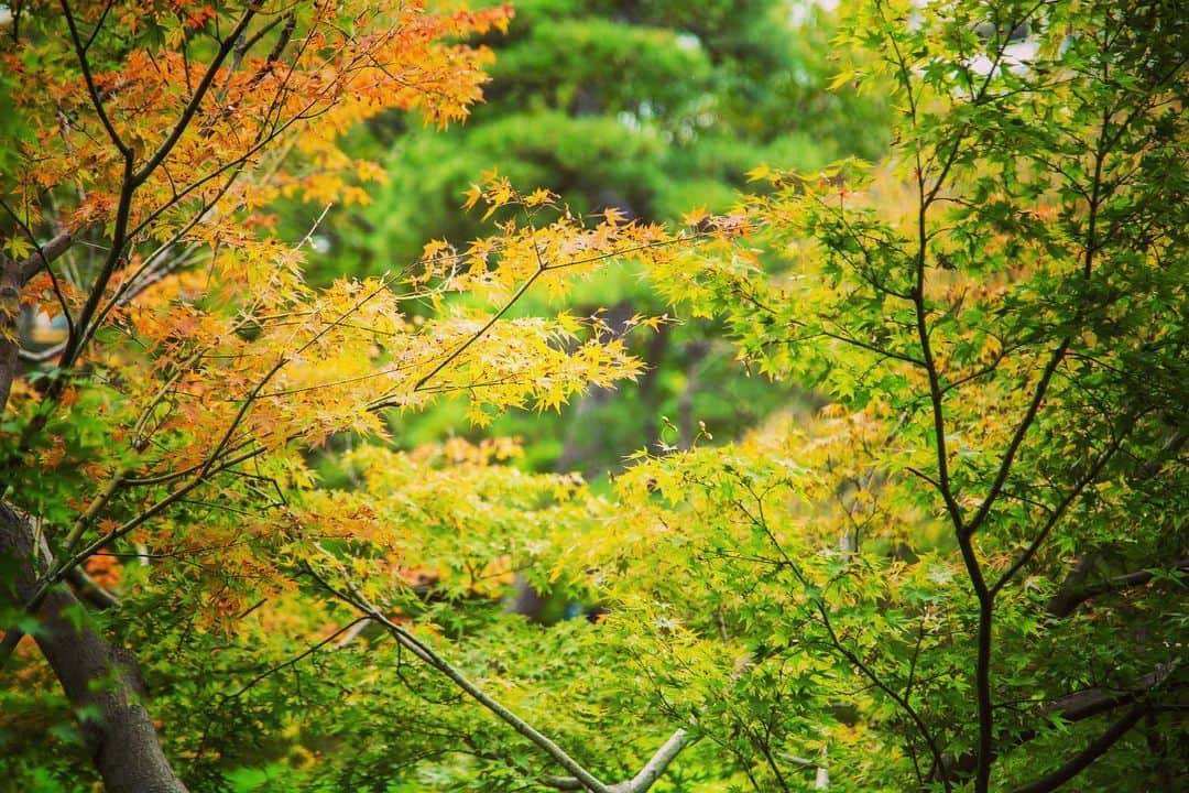 八芳園さんのインスタグラム写真 - (八芳園Instagram)「二十四節気では「霜降（そうこう）」となりました。朝晩が深く冷え込み、霜が降り始める頃です。  一部の紅葉が、少しずつ色づきはじめた日本庭園。  鮮やかな錦鯉が泳ぐ池には、 軽鴨が五羽、羽を休めに訪れました。  江戸時代より400年以上続く日本庭園で、 秋の色合いと自然の美を探してみてください。  🍁🍁🍁  #二十四節気 #霜降 #八芳園 #happoen #日本庭園 #Japanesegarden #紅葉 #錦鯉 #池 #東屋 #鴨 #野鳥 #野鳥好きな人と繋がりたい #水鳥 #お散歩  #カメラ部 #写真好きな人と繋がりたい #東京カメラ部  #japanesegarden #japan_of_insta #koi #nishikigoi #jp_views #special_spot #tokyo #japan_daytime_view #ig_jp #japanoinsta #japantravel #tokyotrip」10月25日 21時05分 - happoen