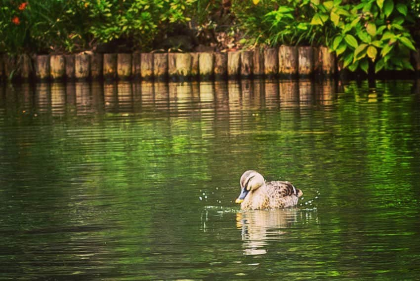 八芳園さんのインスタグラム写真 - (八芳園Instagram)「二十四節気では「霜降（そうこう）」となりました。朝晩が深く冷え込み、霜が降り始める頃です。  一部の紅葉が、少しずつ色づきはじめた日本庭園。  鮮やかな錦鯉が泳ぐ池には、 軽鴨が五羽、羽を休めに訪れました。  江戸時代より400年以上続く日本庭園で、 秋の色合いと自然の美を探してみてください。  🍁🍁🍁  #二十四節気 #霜降 #八芳園 #happoen #日本庭園 #Japanesegarden #紅葉 #錦鯉 #池 #東屋 #鴨 #野鳥 #野鳥好きな人と繋がりたい #水鳥 #お散歩  #カメラ部 #写真好きな人と繋がりたい #東京カメラ部  #japanesegarden #japan_of_insta #koi #nishikigoi #jp_views #special_spot #tokyo #japan_daytime_view #ig_jp #japanoinsta #japantravel #tokyotrip」10月25日 21時05分 - happoen