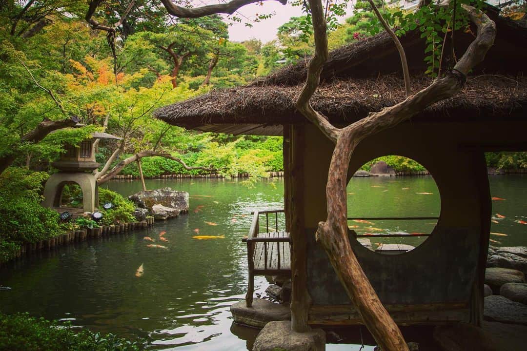 八芳園さんのインスタグラム写真 - (八芳園Instagram)「二十四節気では「霜降（そうこう）」となりました。朝晩が深く冷え込み、霜が降り始める頃です。  一部の紅葉が、少しずつ色づきはじめた日本庭園。  鮮やかな錦鯉が泳ぐ池には、 軽鴨が五羽、羽を休めに訪れました。  江戸時代より400年以上続く日本庭園で、 秋の色合いと自然の美を探してみてください。  🍁🍁🍁  #二十四節気 #霜降 #八芳園 #happoen #日本庭園 #Japanesegarden #紅葉 #錦鯉 #池 #東屋 #鴨 #野鳥 #野鳥好きな人と繋がりたい #水鳥 #お散歩  #カメラ部 #写真好きな人と繋がりたい #東京カメラ部  #japanesegarden #japan_of_insta #koi #nishikigoi #jp_views #special_spot #tokyo #japan_daytime_view #ig_jp #japanoinsta #japantravel #tokyotrip」10月25日 21時05分 - happoen