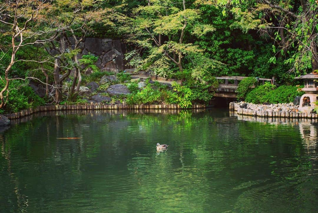 八芳園さんのインスタグラム写真 - (八芳園Instagram)「二十四節気では「霜降（そうこう）」となりました。朝晩が深く冷え込み、霜が降り始める頃です。  一部の紅葉が、少しずつ色づきはじめた日本庭園。  鮮やかな錦鯉が泳ぐ池には、 軽鴨が五羽、羽を休めに訪れました。  江戸時代より400年以上続く日本庭園で、 秋の色合いと自然の美を探してみてください。  🍁🍁🍁  #二十四節気 #霜降 #八芳園 #happoen #日本庭園 #Japanesegarden #紅葉 #錦鯉 #池 #東屋 #鴨 #野鳥 #野鳥好きな人と繋がりたい #水鳥 #お散歩  #カメラ部 #写真好きな人と繋がりたい #東京カメラ部  #japanesegarden #japan_of_insta #koi #nishikigoi #jp_views #special_spot #tokyo #japan_daytime_view #ig_jp #japanoinsta #japantravel #tokyotrip」10月25日 21時05分 - happoen