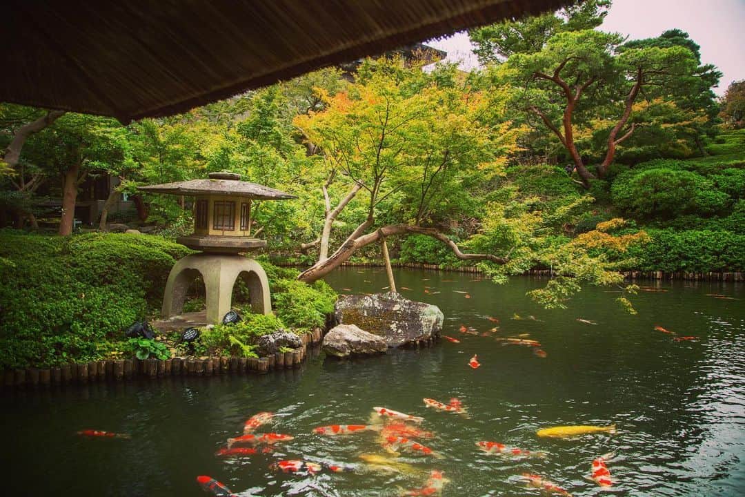 八芳園のインスタグラム：「二十四節気では「霜降（そうこう）」となりました。朝晩が深く冷え込み、霜が降り始める頃です。  一部の紅葉が、少しずつ色づきはじめた日本庭園。  鮮やかな錦鯉が泳ぐ池には、 軽鴨が五羽、羽を休めに訪れました。  江戸時代より400年以上続く日本庭園で、 秋の色合いと自然の美を探してみてください。  🍁🍁🍁  #二十四節気 #霜降 #八芳園 #happoen #日本庭園 #Japanesegarden #紅葉 #錦鯉 #池 #東屋 #鴨 #野鳥 #野鳥好きな人と繋がりたい #水鳥 #お散歩  #カメラ部 #写真好きな人と繋がりたい #東京カメラ部  #japanesegarden #japan_of_insta #koi #nishikigoi #jp_views #special_spot #tokyo #japan_daytime_view #ig_jp #japanoinsta #japantravel #tokyotrip」