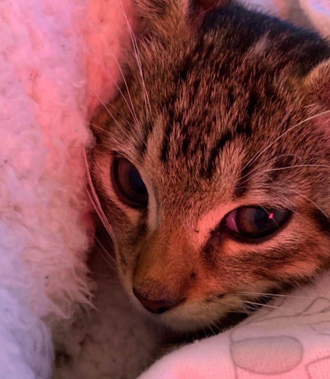 のインスタグラム：「My Snoopy Goop 😞 I can’t believe this is even real. You were sooooo special… I picked you specifically out of the hundreds of kitties at the humane society because you were so gentle and sweet. I knew right away when I saw you that you were the one I needed. & I felt your gentleness when I held you for the first time. You balanced out the energy between myself and your brother Dawg. So kind and gentle, wouldn’t hurt a fly. Anybody who knew you can attest to that. Your soul and mine 🤝🏽♾️ thank you for being such a light in my life, although it was shorter than expected, those 4 some years meant everything to me. You taught me patience, and how to be present in the moment, because life is short and everything else can wait. 💔 Rest in kitty Heaven… until we meet again in another realm 😍💫🐈」
